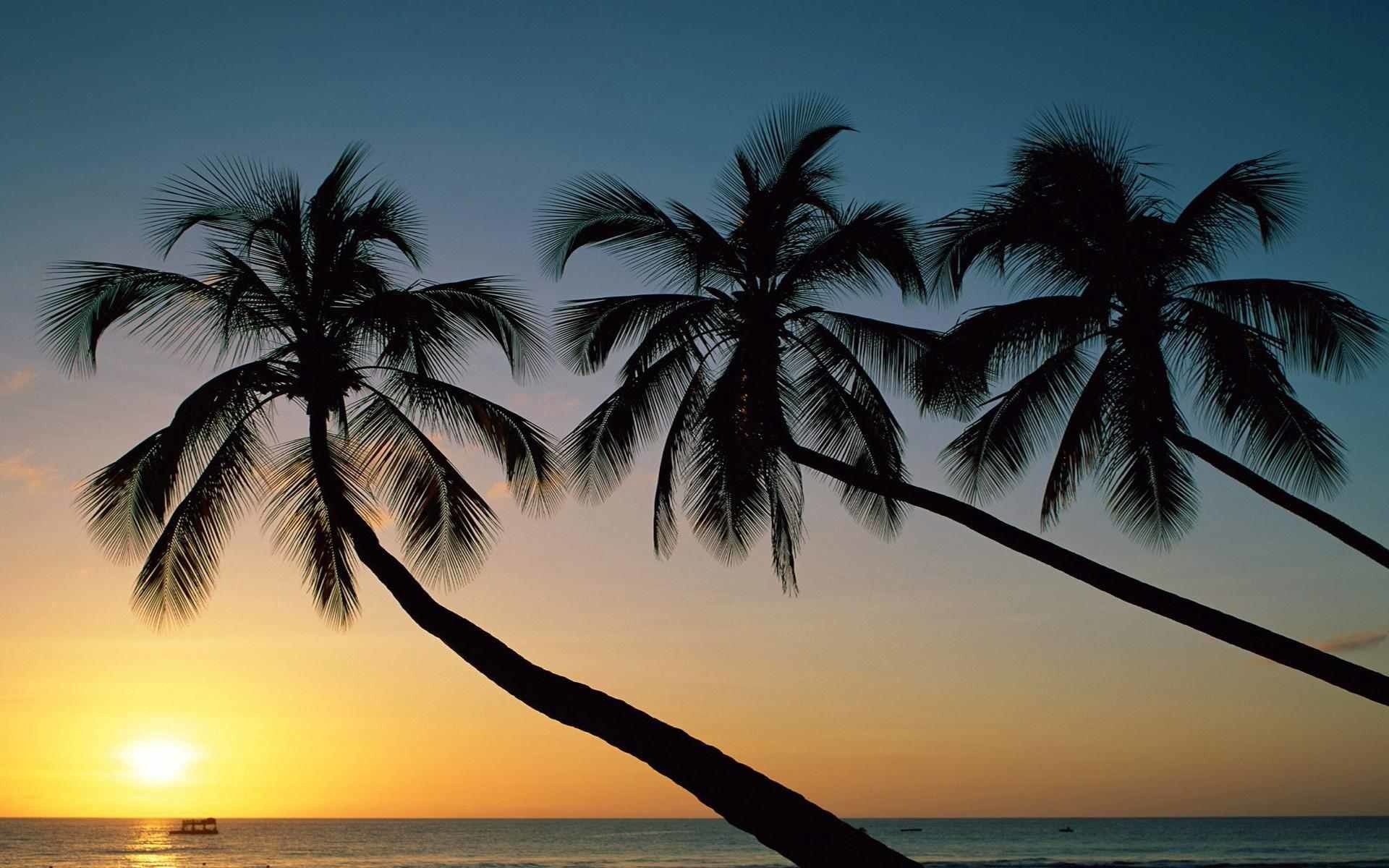 1920x1200 Three Palm Trees During a Sunset