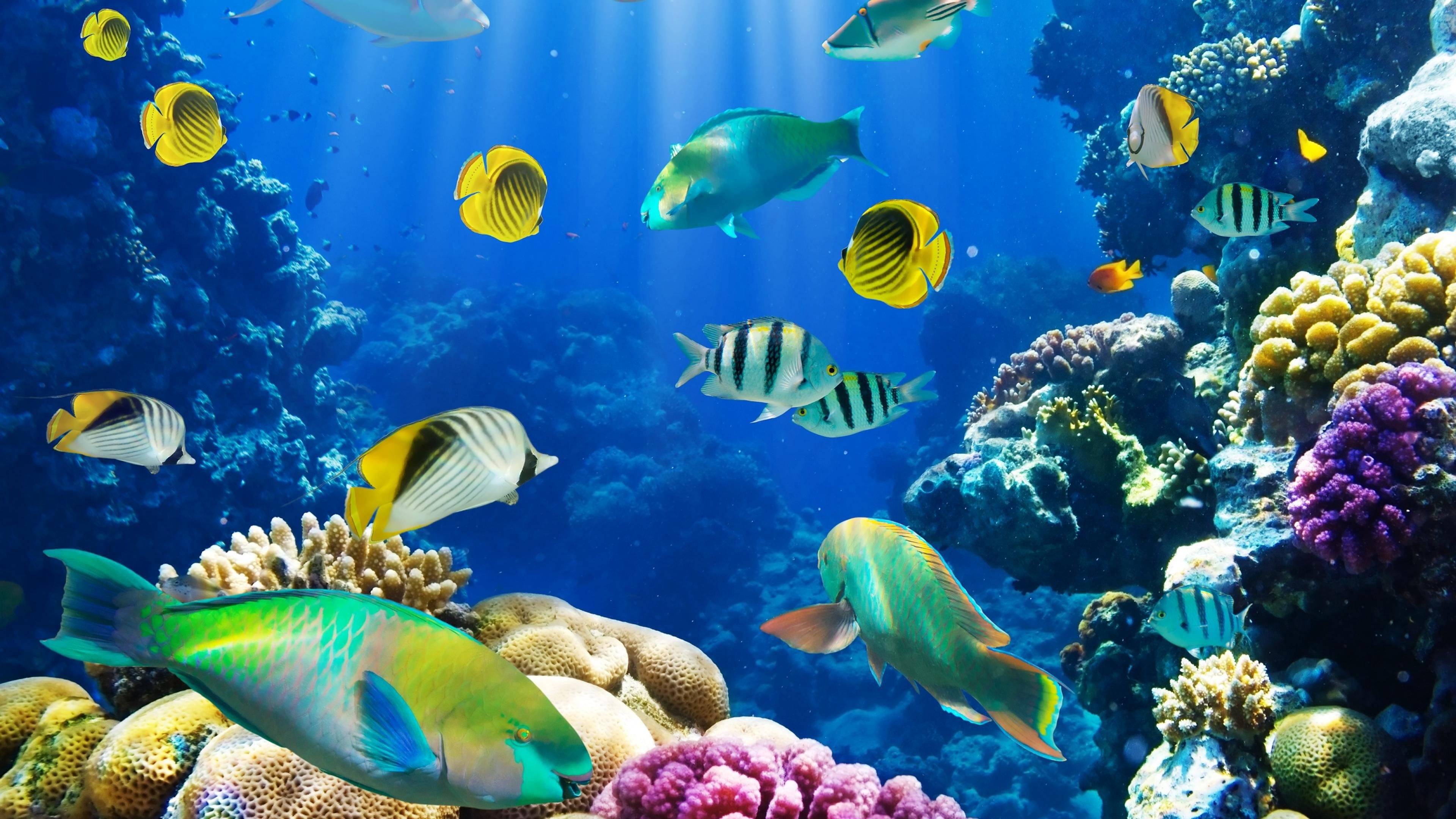 3840x2160 tags: aquarium fish live wallpaper for desktop, fish aquarium live wallpaper  download for windows 7, fish aquarium live wallpaper for windows 7, ...
