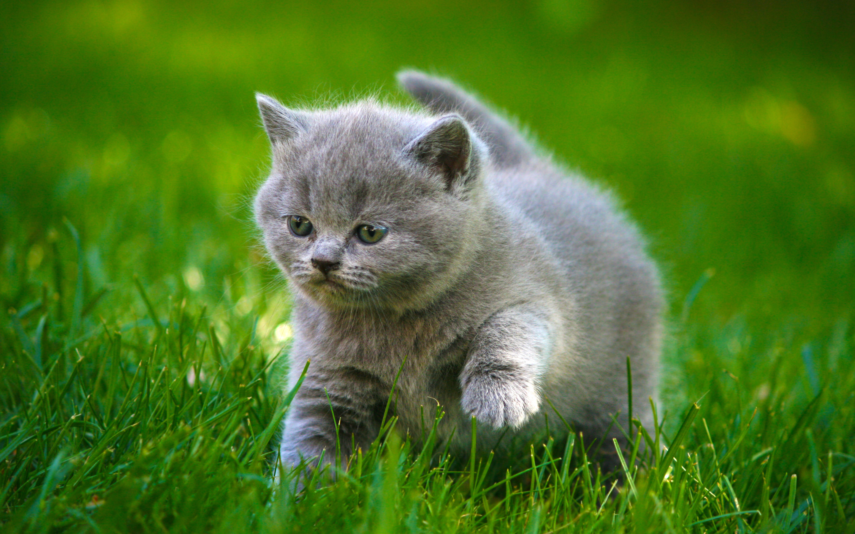 2880x1800 Cute Cats Picture (26)