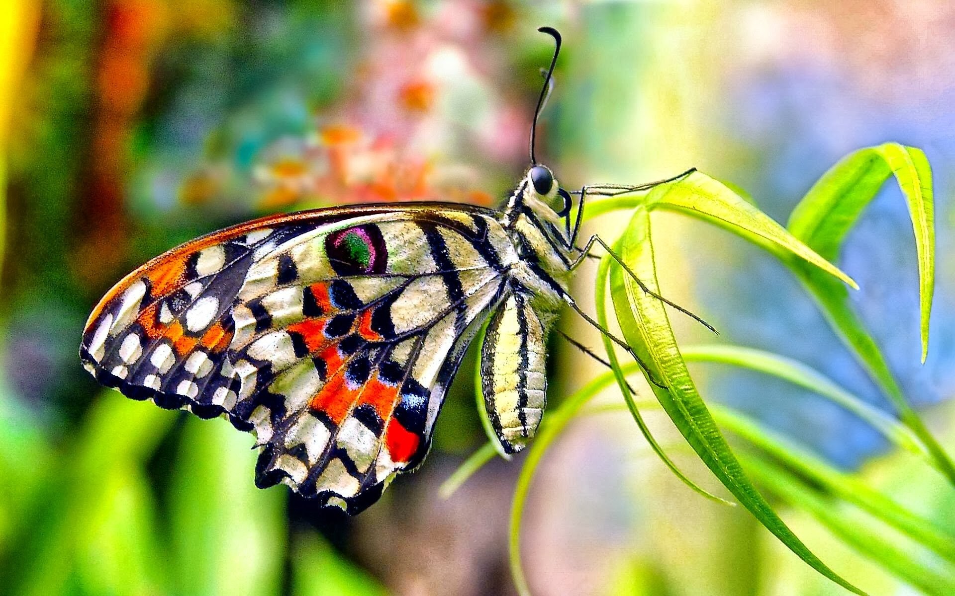 1920x1200 HD Wallpaper | Background ID:461089.  Animal Butterfly