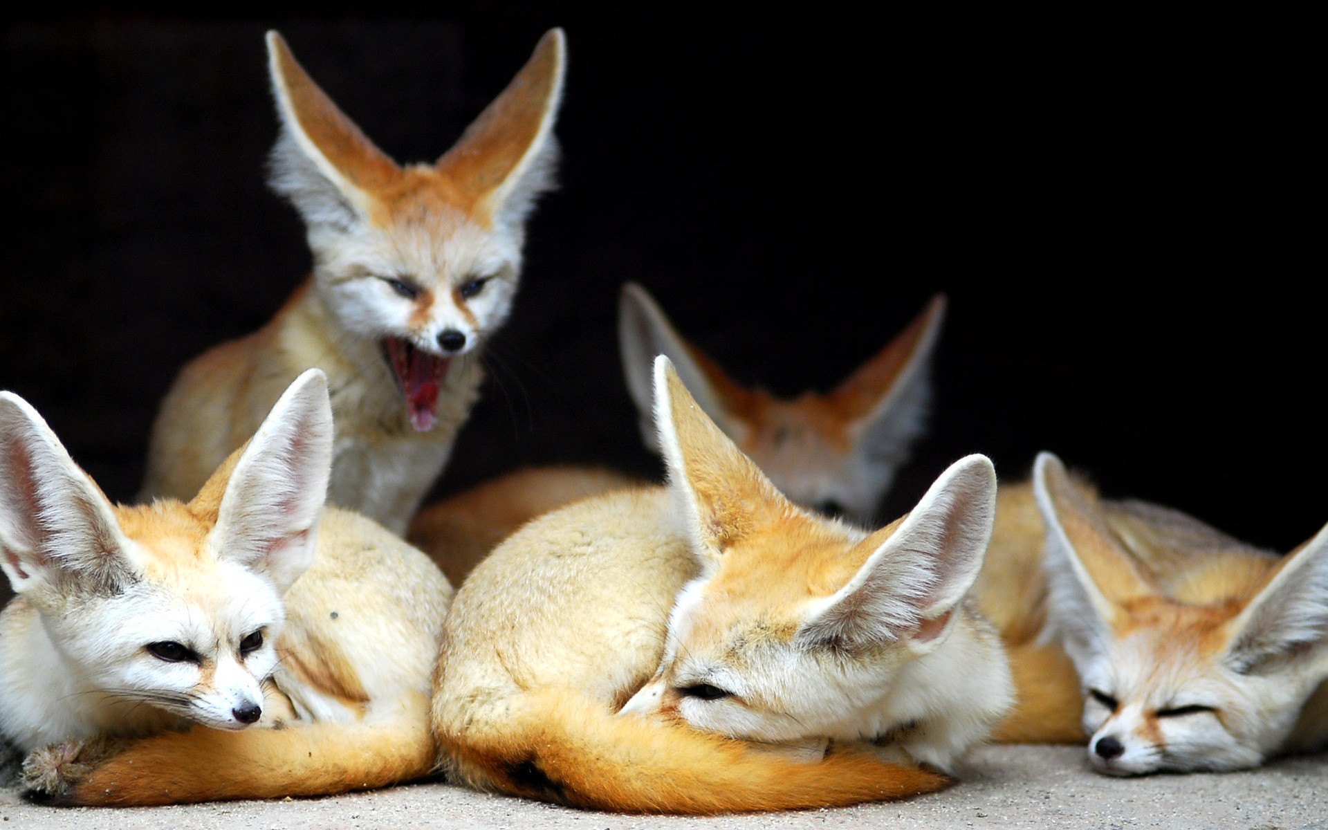 1920x1200 Fennec Foxes