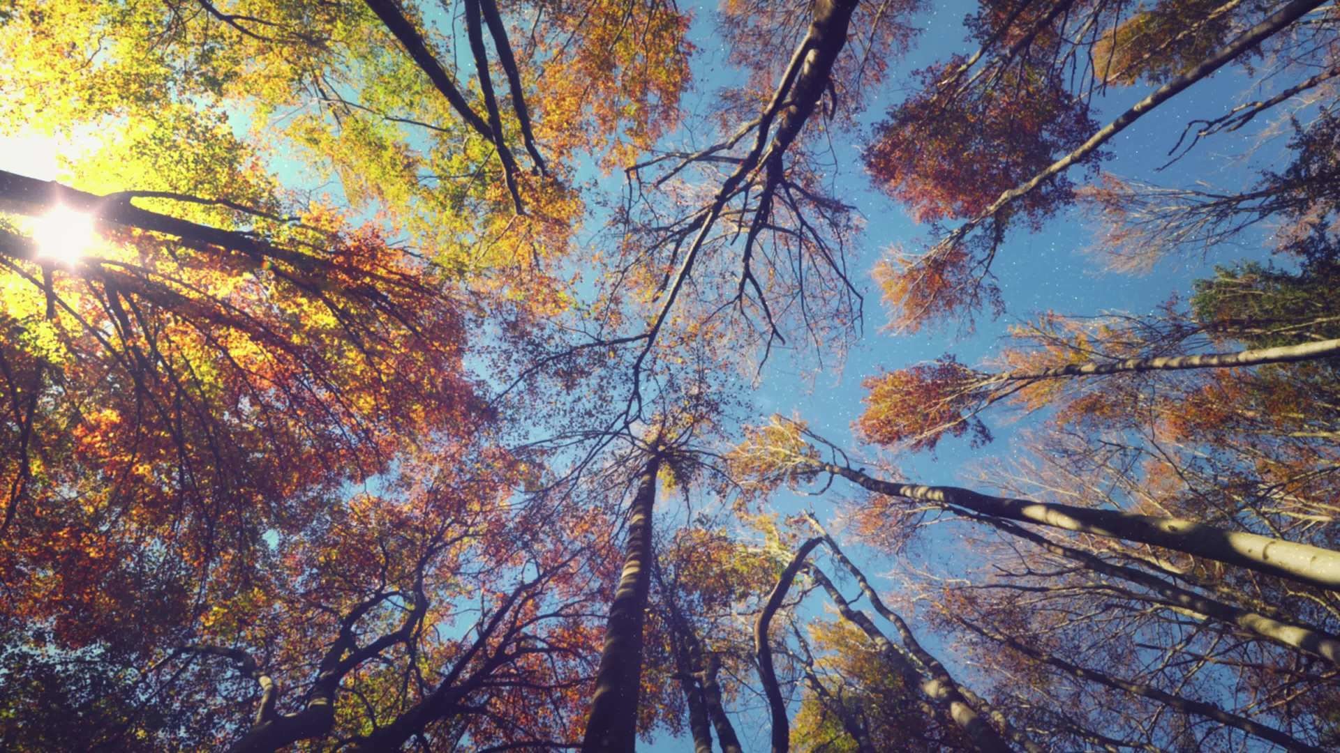 1920x1080 Fall Forest 4K Living Background - Free HD Video Clips & Stock Video  Footage at Videezy!