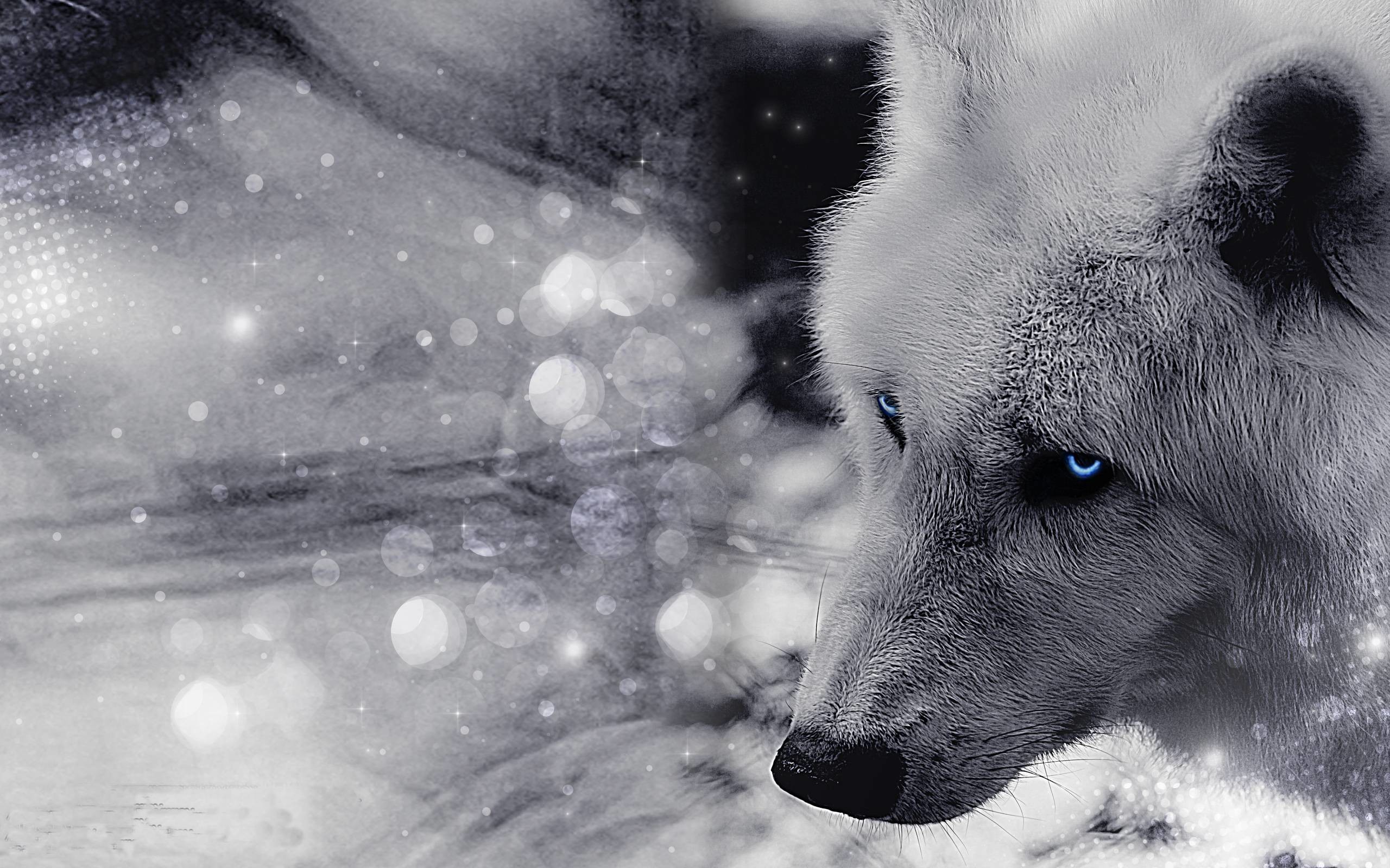 2560x1600 Timber Wolf Wallpaper Design Ideas ~ Hd White Timber Wolves .