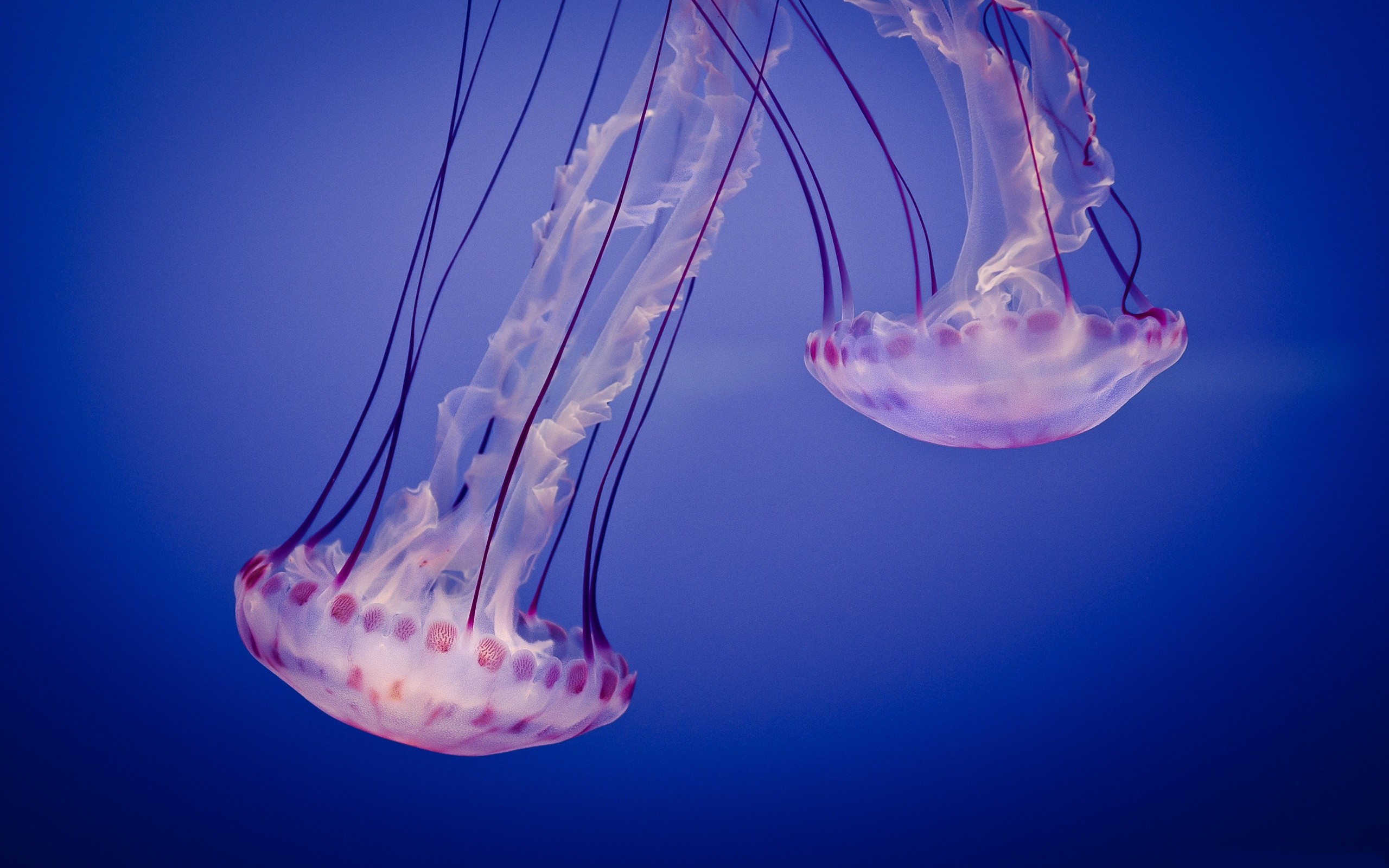 2560x1600 Jellyfish-Wallpaper-Download-Free