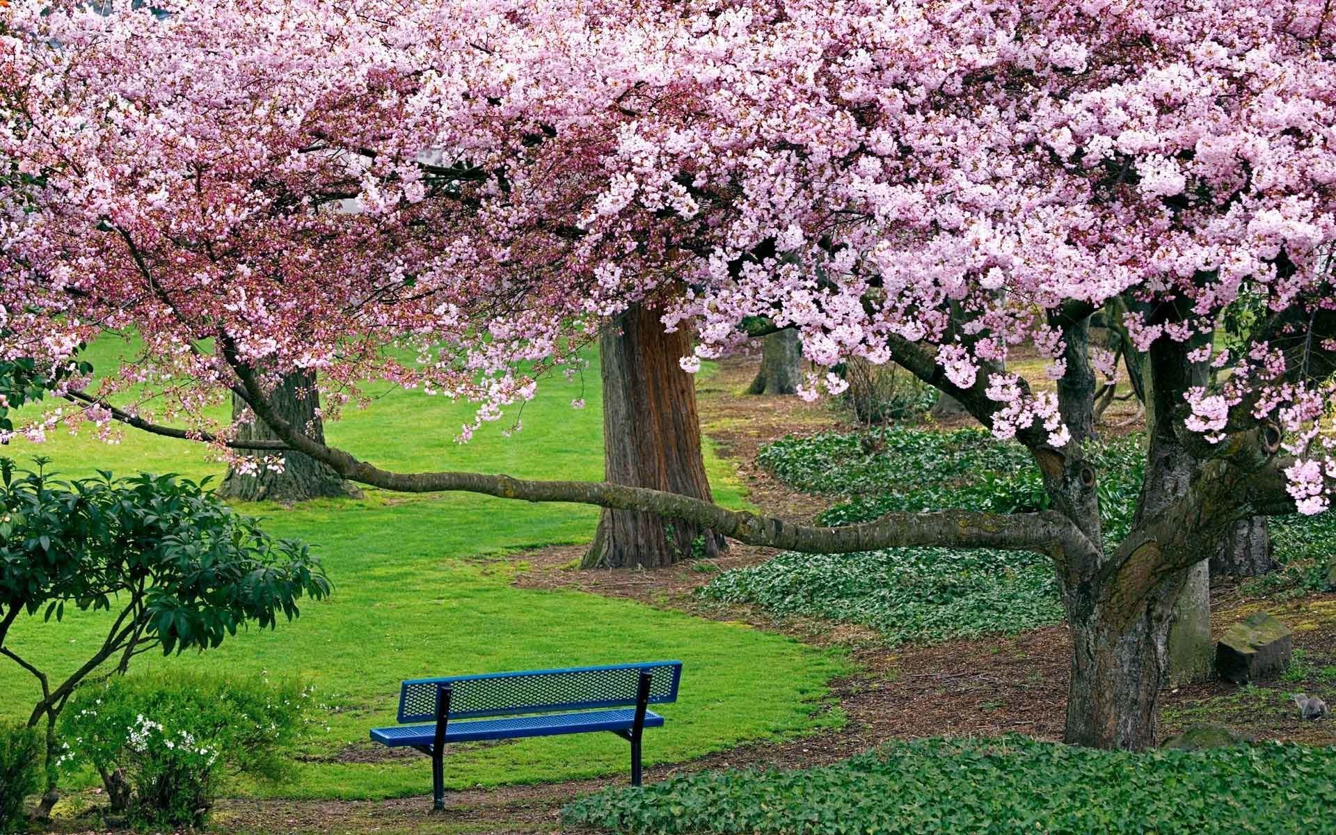 1920x1200 Trees Blooming Blue Tree Bench Cherry 3D Nature Wallpaper Full HD