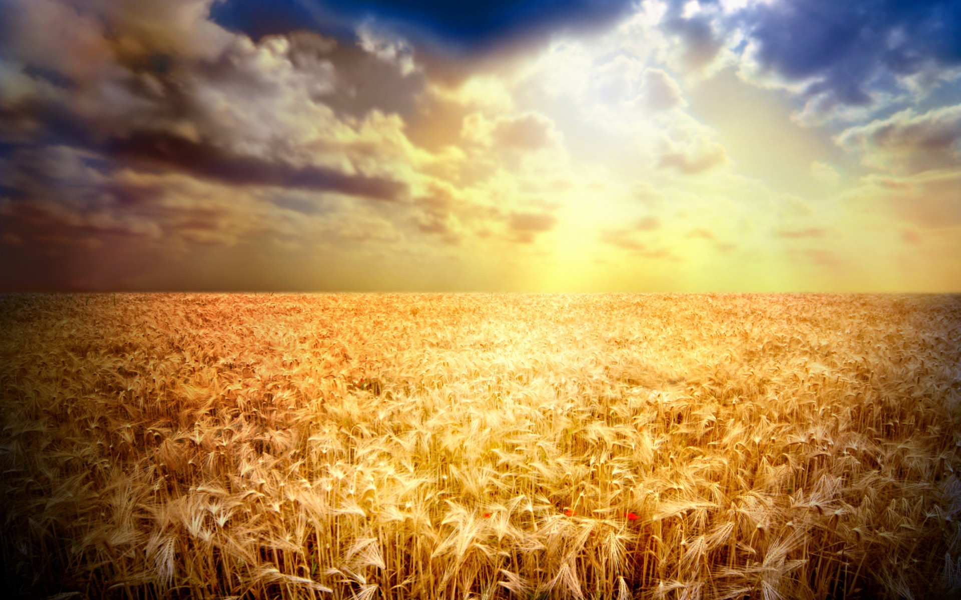 1920x1200 Day 14, Kansas Wheat Harvest Report