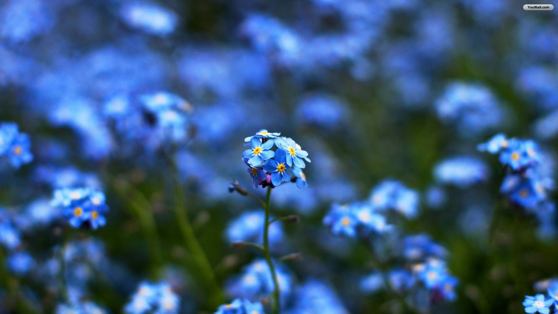 1920x1080 Blue Flower Wallpaper For Android
