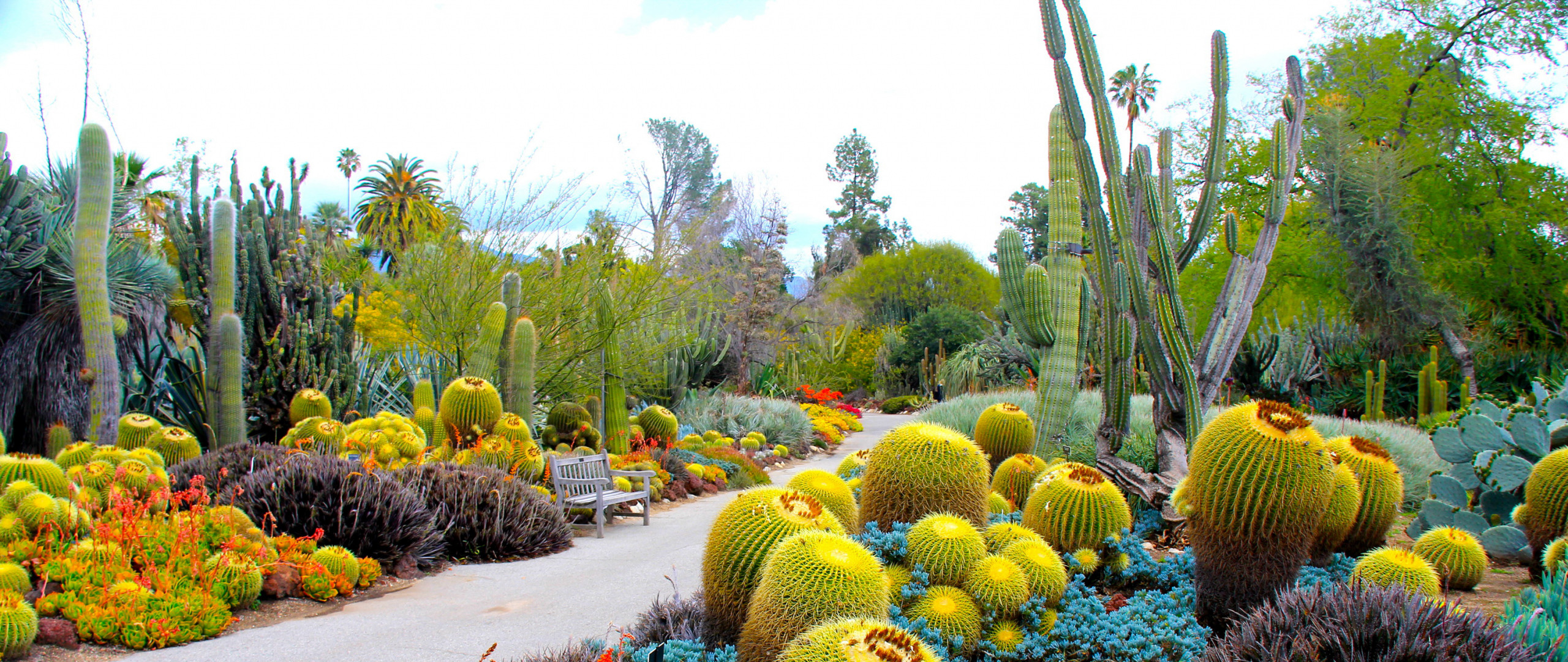 2560x1080  Wallpaper botanical garden, san marino, california, usa, garden,  cactus