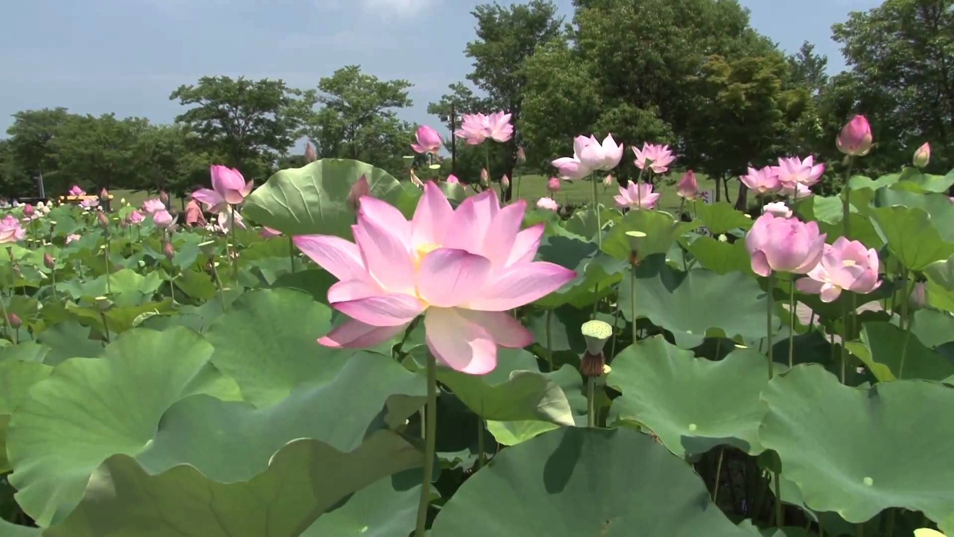 1920x1080 Lotus Flower 29 - Video Background HD 1080p