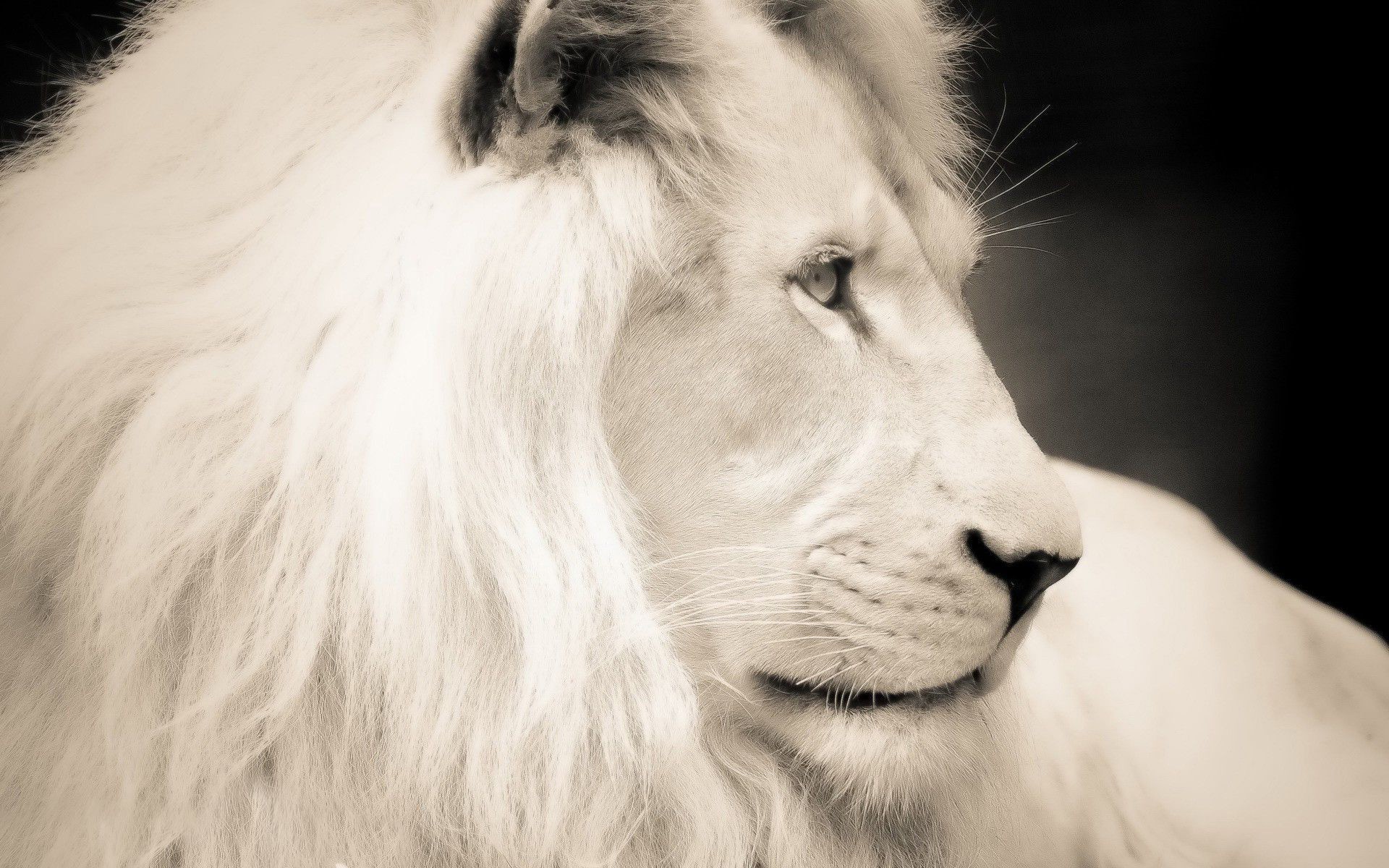 1920x1200 White Lion Backgrounds.