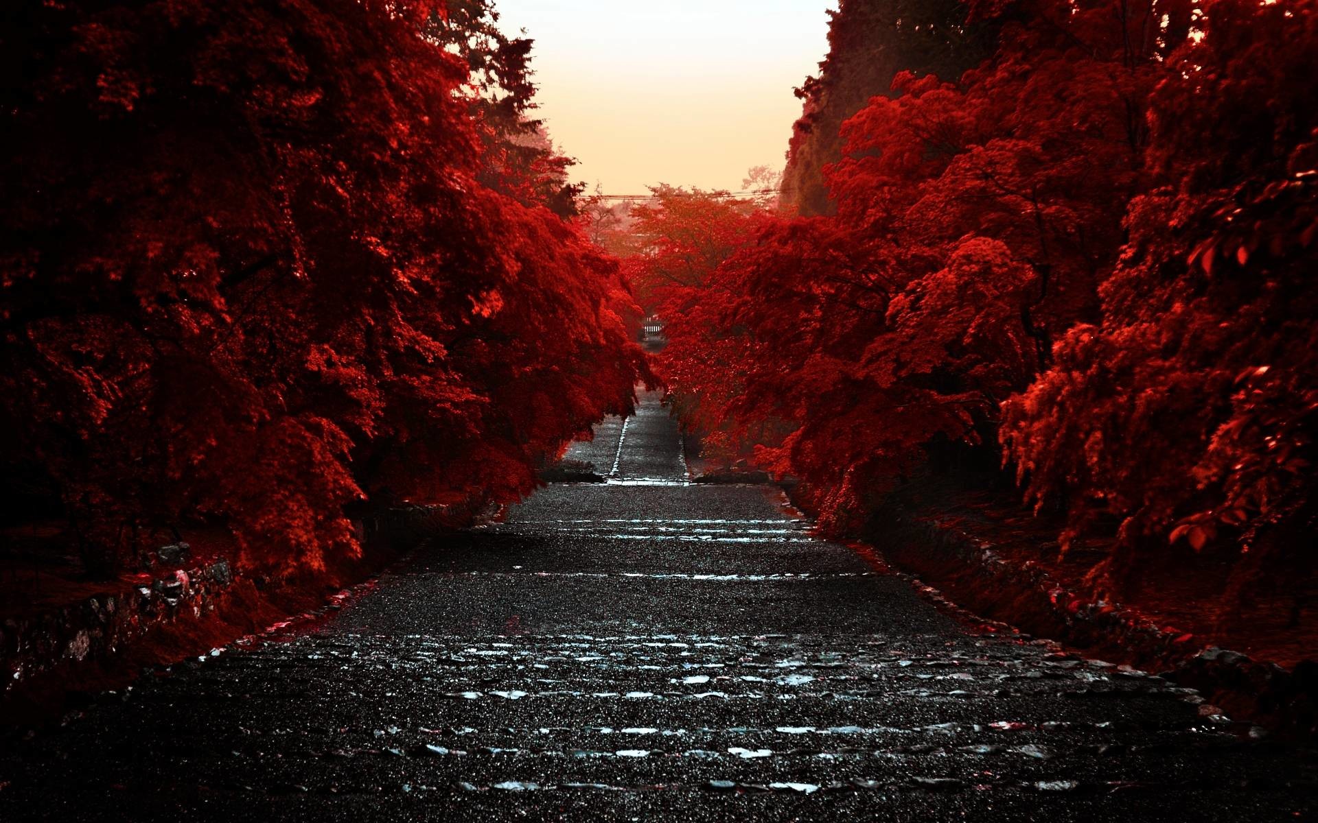 1920x1200 Download wallpaper red leaves, road, free desktop wallpaper in the .