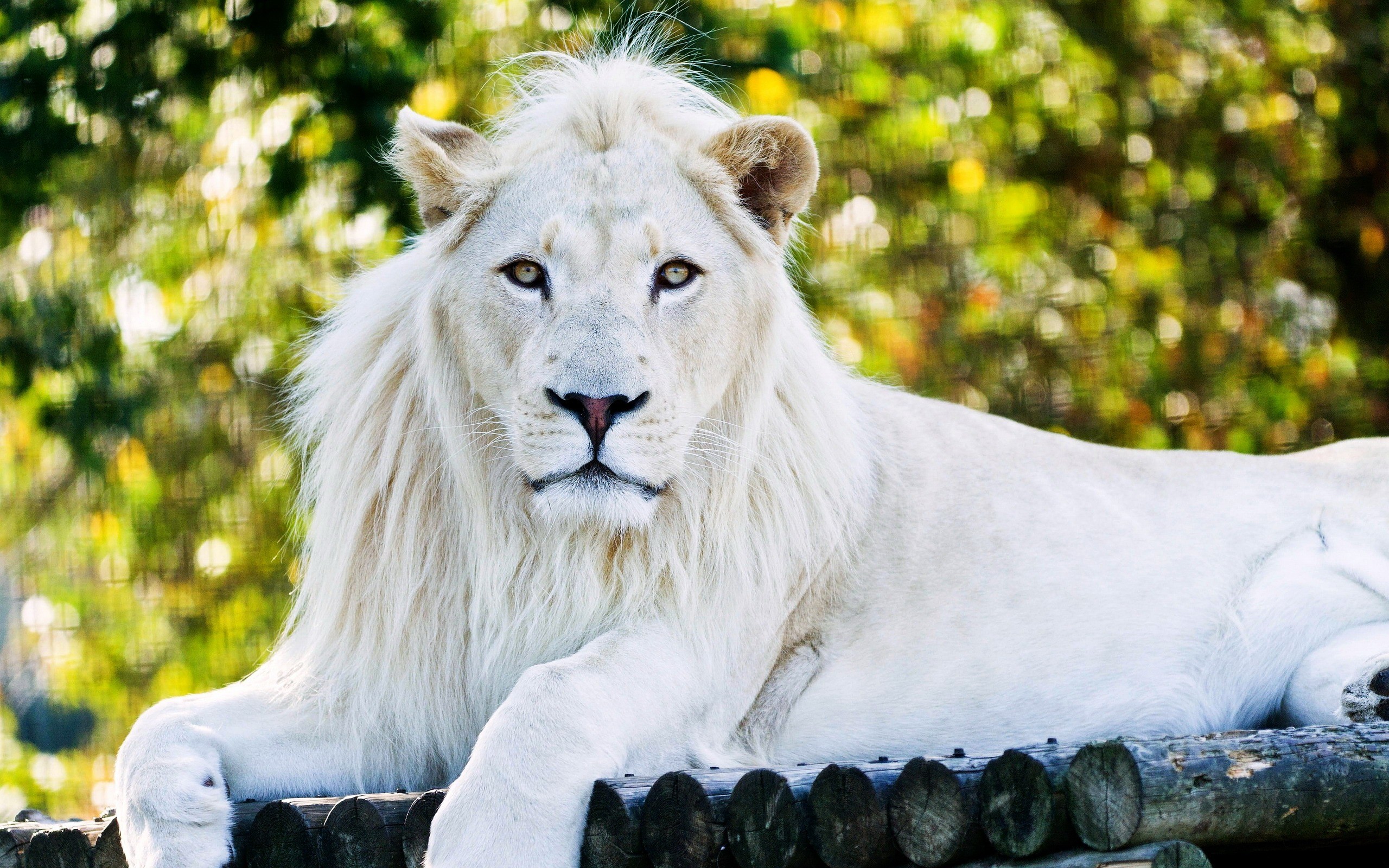 2560x1600 White Lion