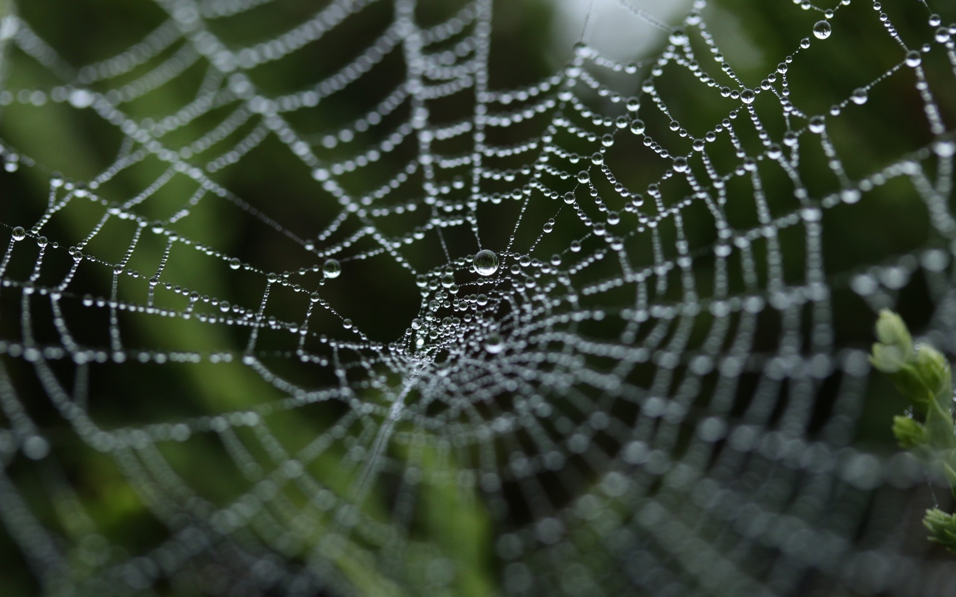 1920x1200  Wallpaper spider web, close-up, drops