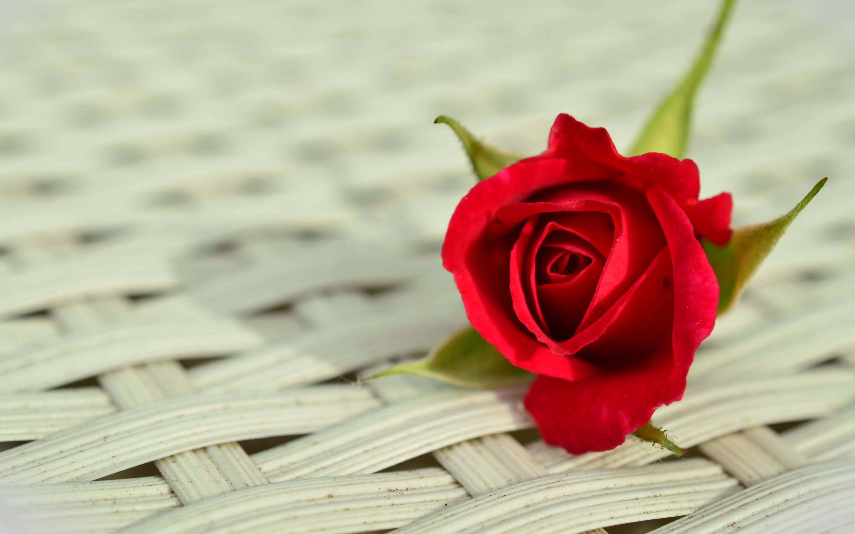 2880x1800 Collection of thousands of Rose Wallpaper from all over the world.