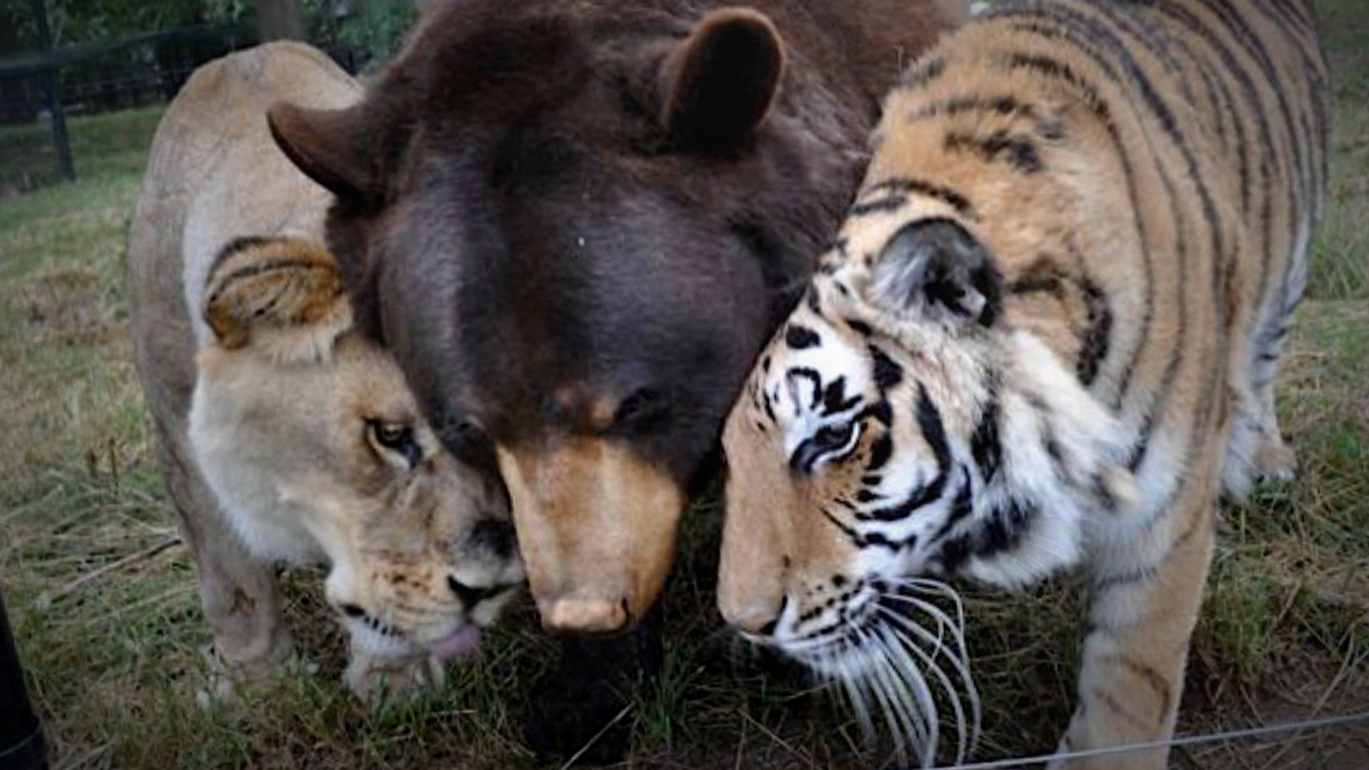 1920x1080 A Lion, a Tiger, A Bear: Oh My, It's a Most Adorable Friendship - NBC News