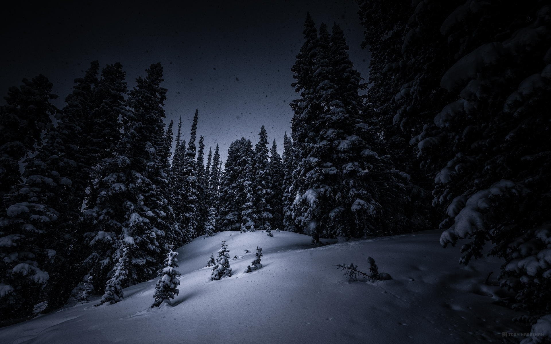 1920x1200 night snow tree forest christmas tree winter