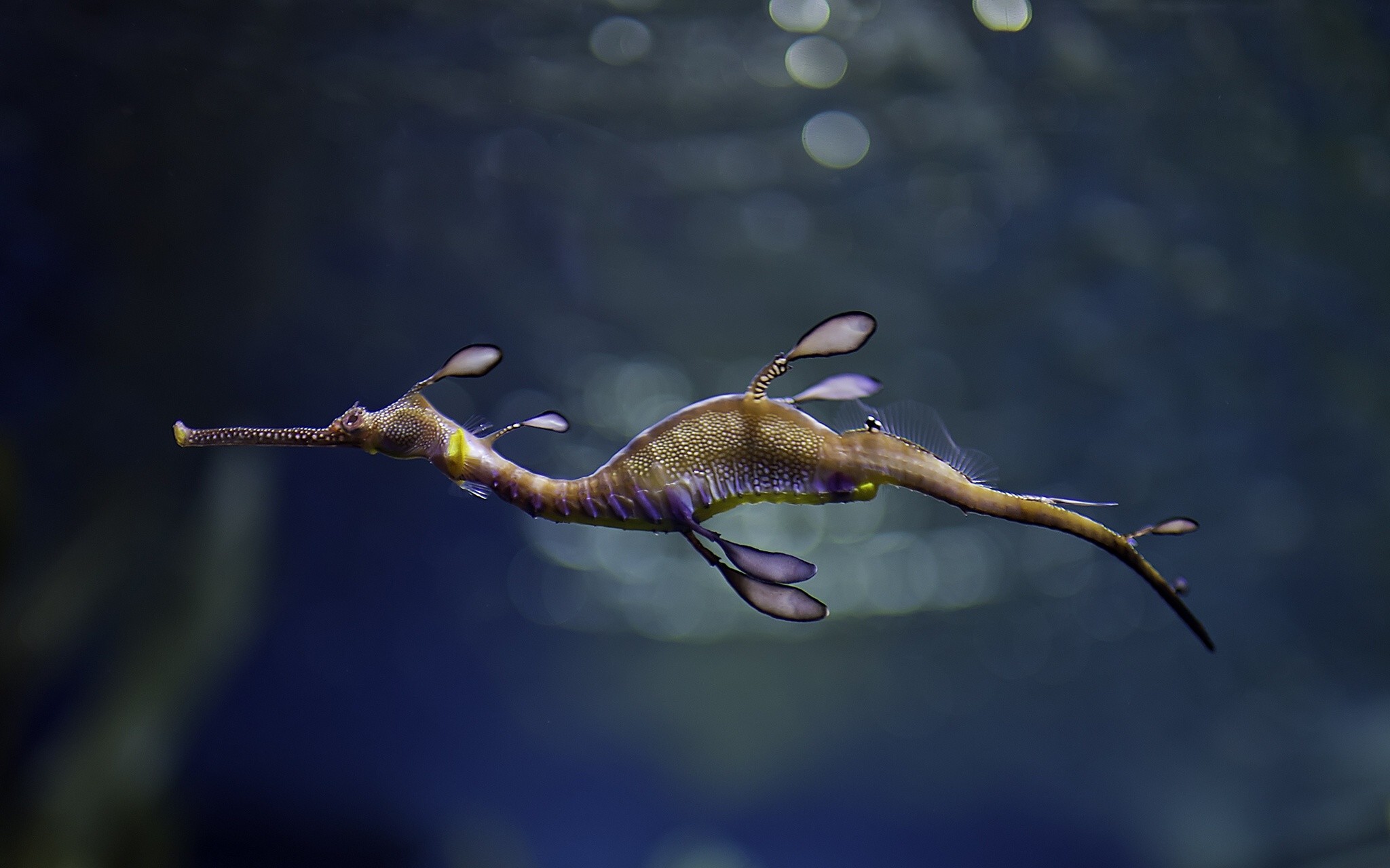 2048x1280 Seahorse, Wide, High, Definition, Wallpaper, Download, Images, Free, High  Resolution Photos, Screen, Display, 2048Ã1280 Wallpaper HD