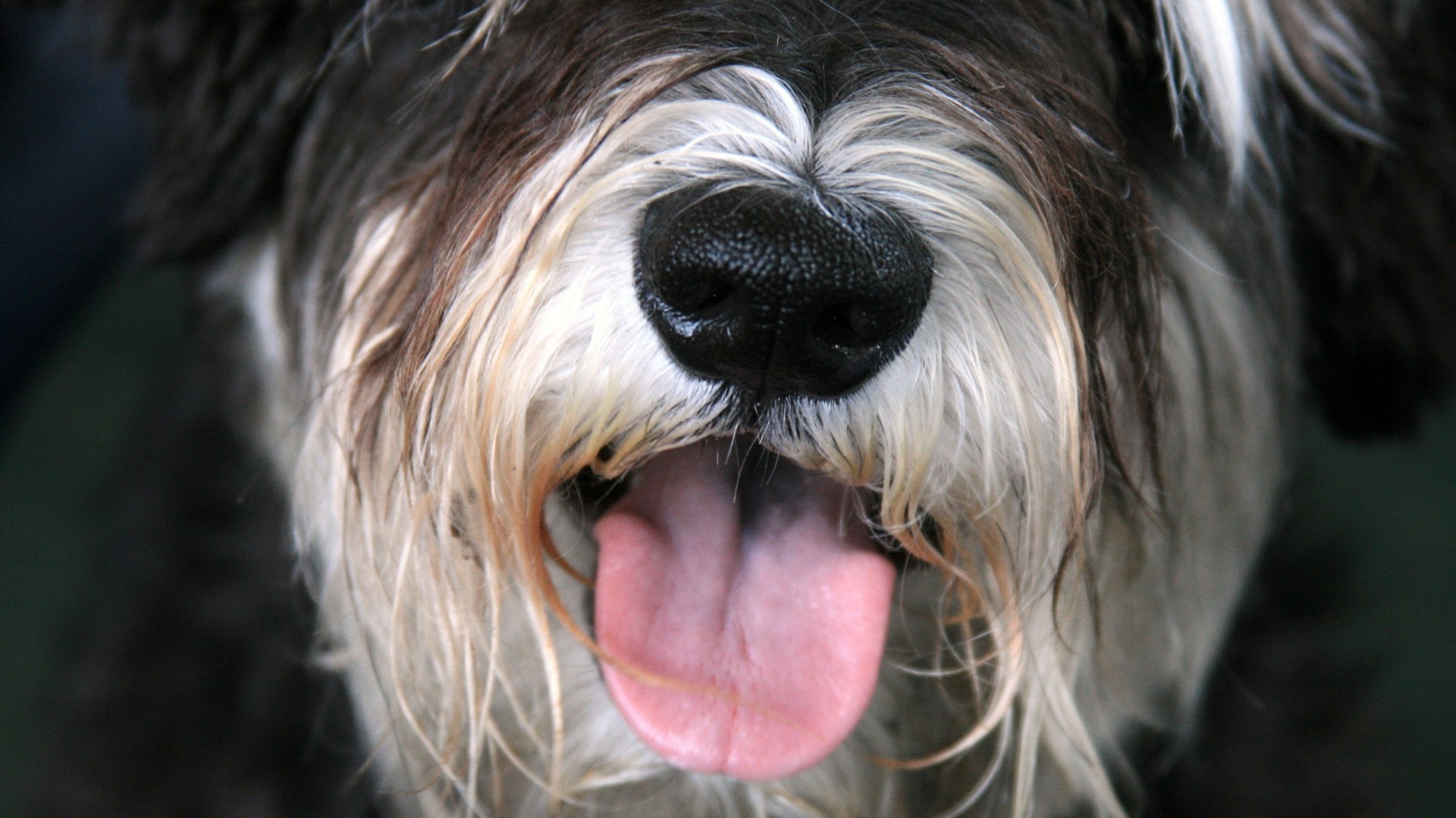 1920x1080  Wallpaper dog, face, furry, tongue