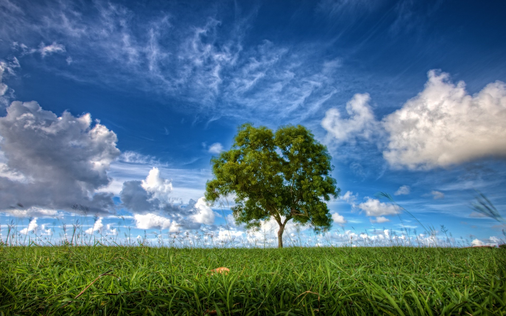 1920x1200 Meadow Tree Blue Sky Clouds wallpapers and stock photos