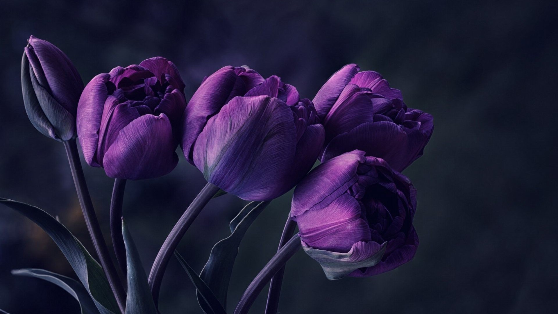 1920x1080 Dark Purple Tulip Flower Wallpaper
