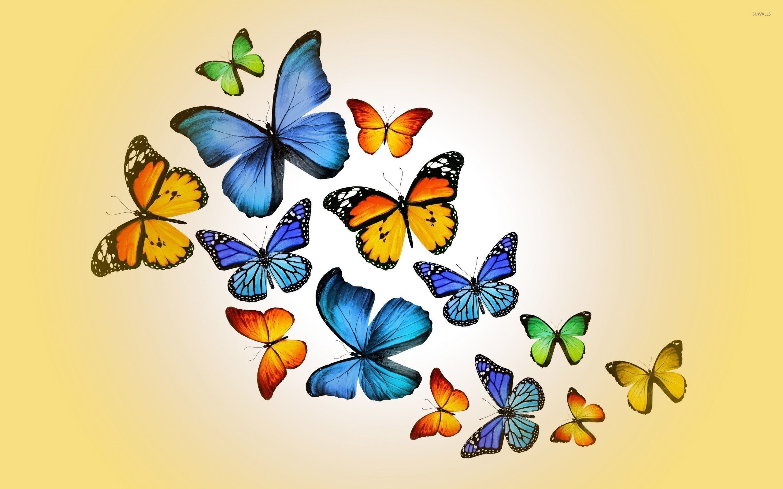 2560x1600 Orange and blue butterflies wallpaper