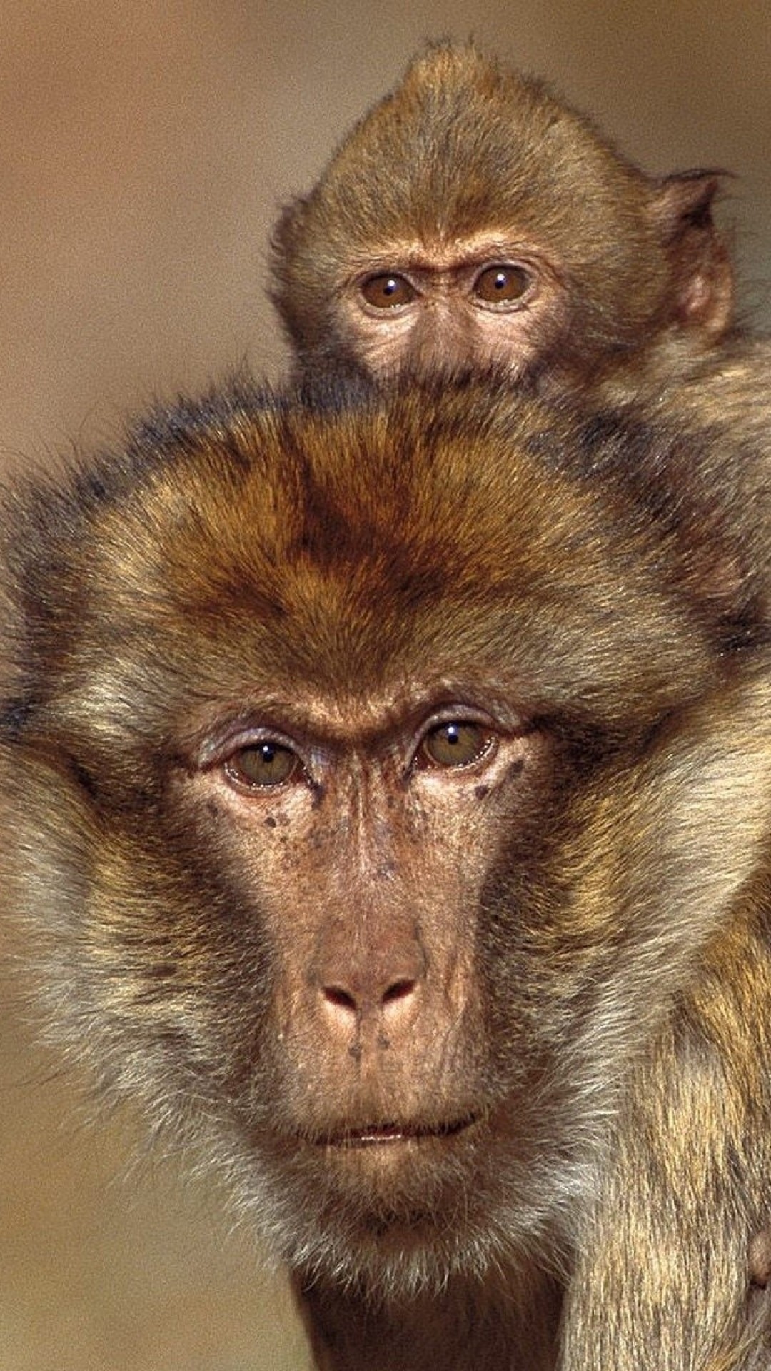 1080x1920  Wallpaper monkeys, cub, baby, family, caring