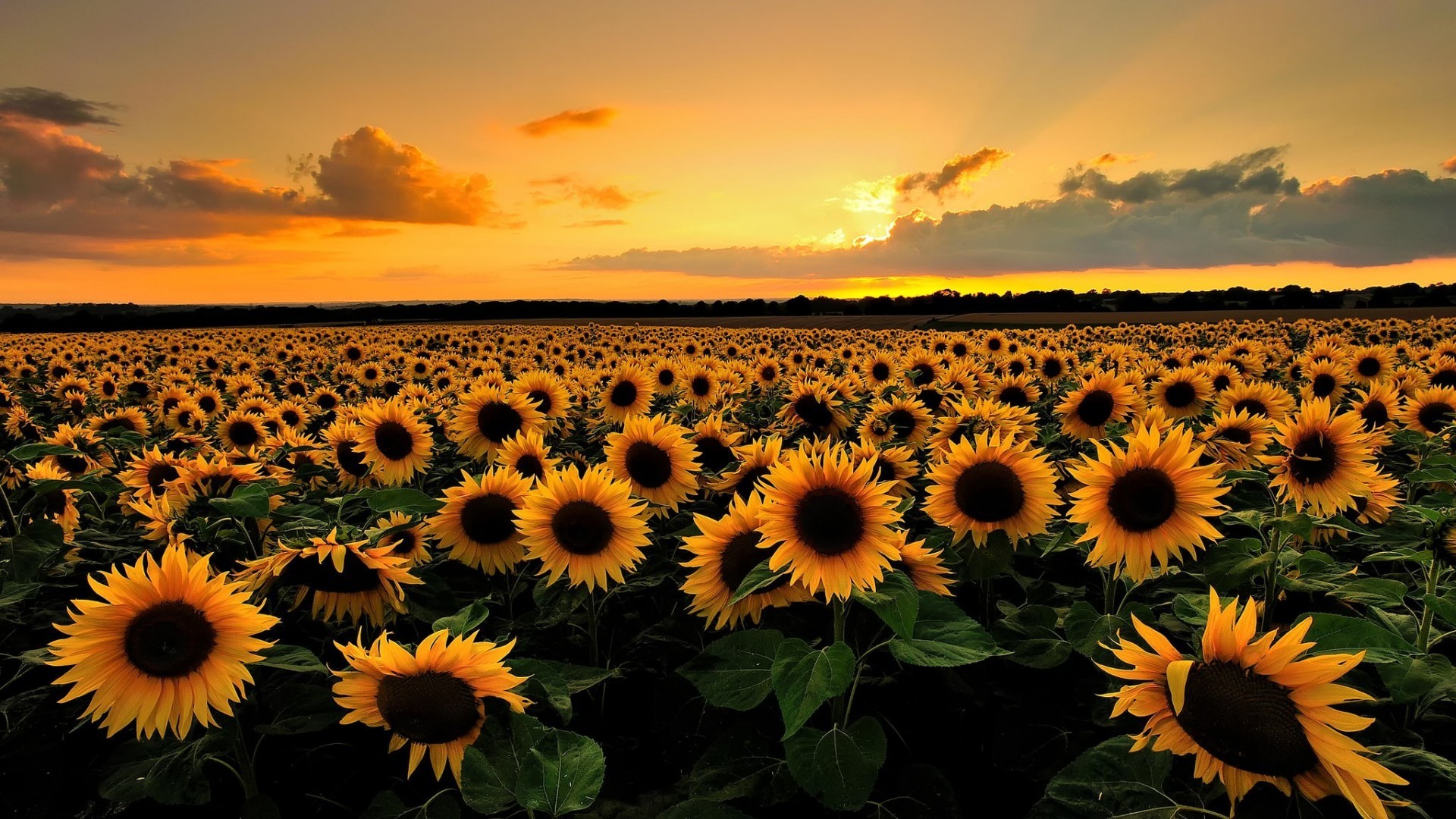 1920x1080 Beautiful Sunflower Field Wallpaper 32397