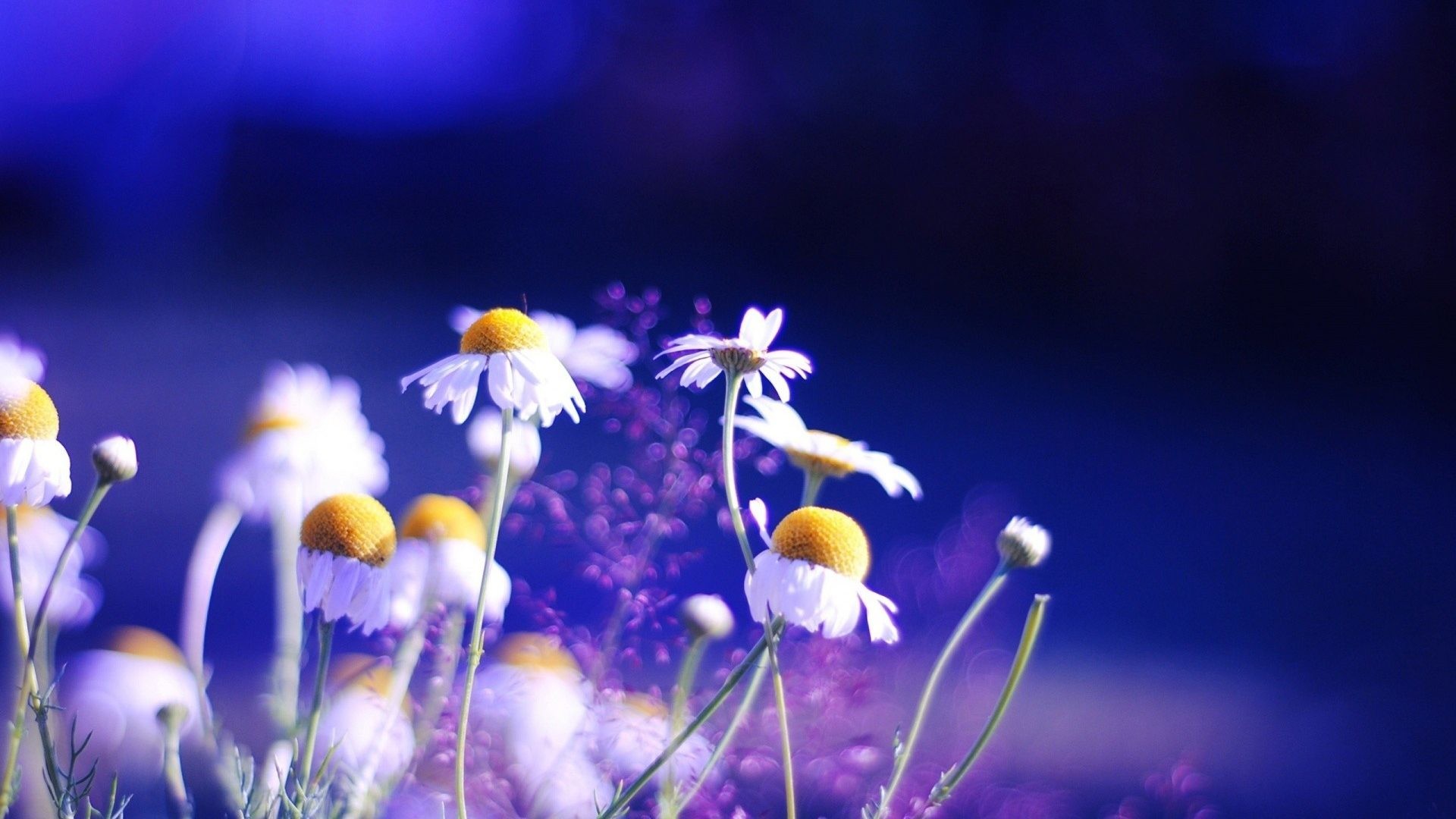 1920x1080 #333399 Color - Chamomile Chamomille Purple Flowers Branch Flower Wallpaper  High Quality for HD 16
