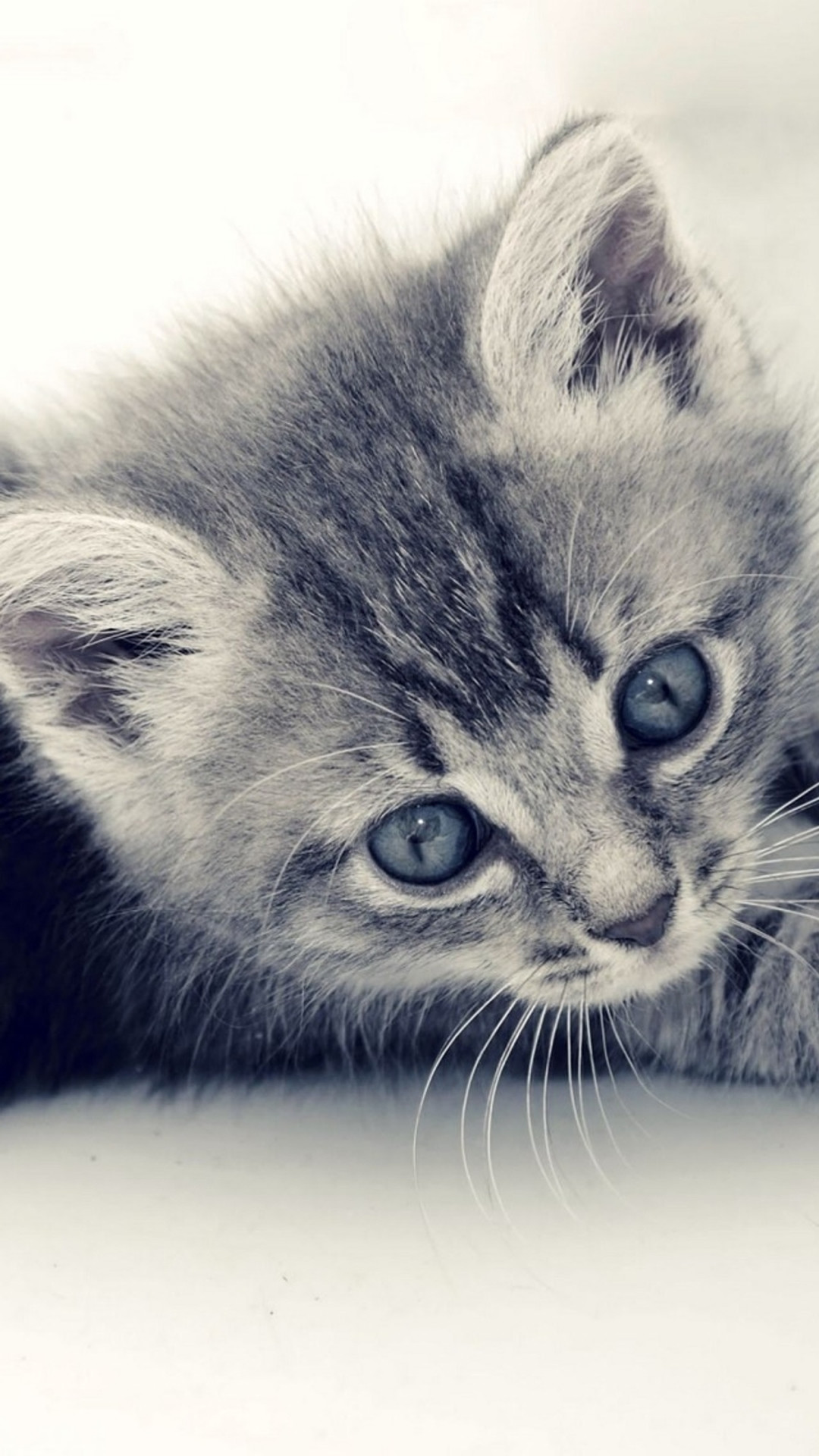 1080x1920 Cute Cat Kitten Macro Gray Background iPhone 6 wallpaper