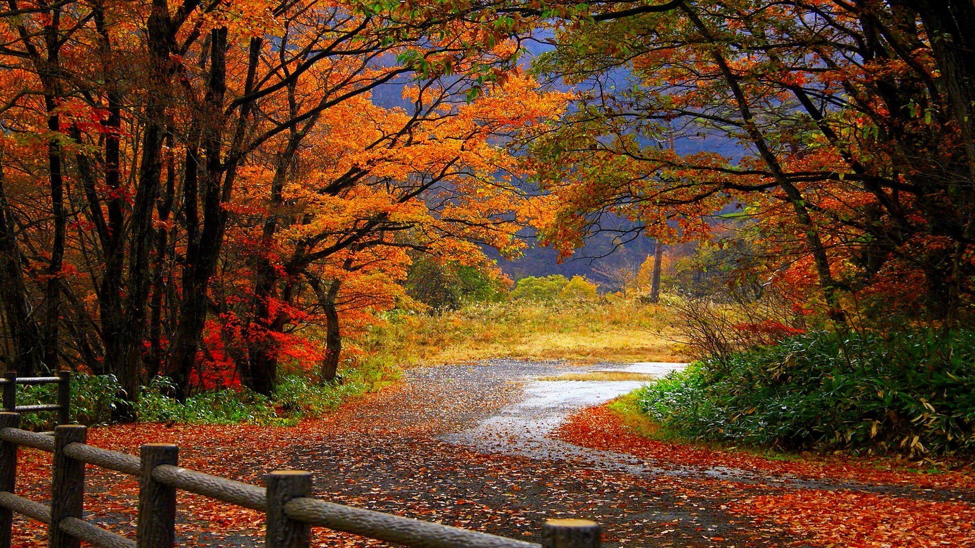 fall backgrounds for computer