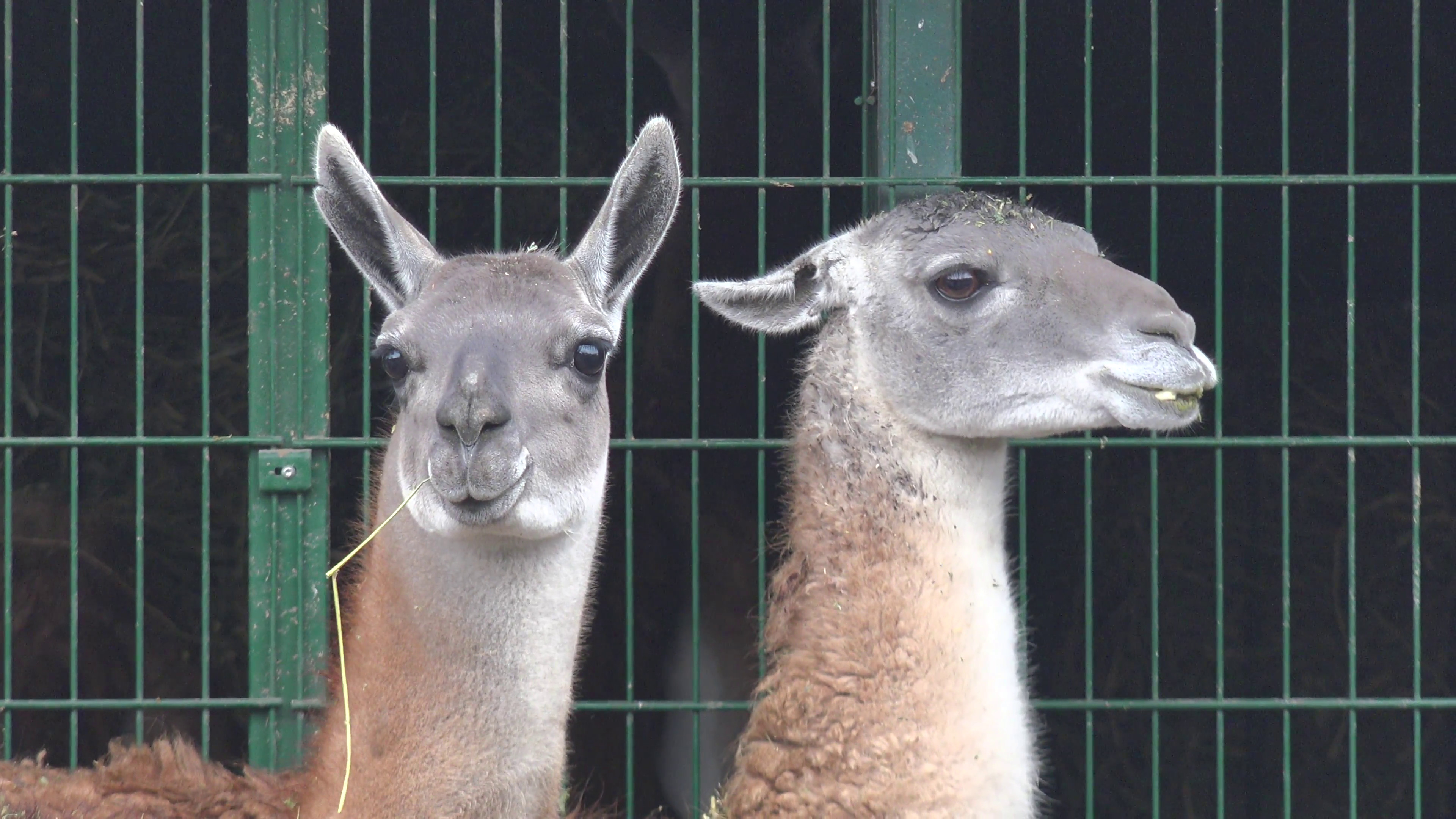 3840x2160 Two Lama On Background Of Grating Structure, In Captivity At Zoo, Fog Stock  Video Footage - VideoBlocks