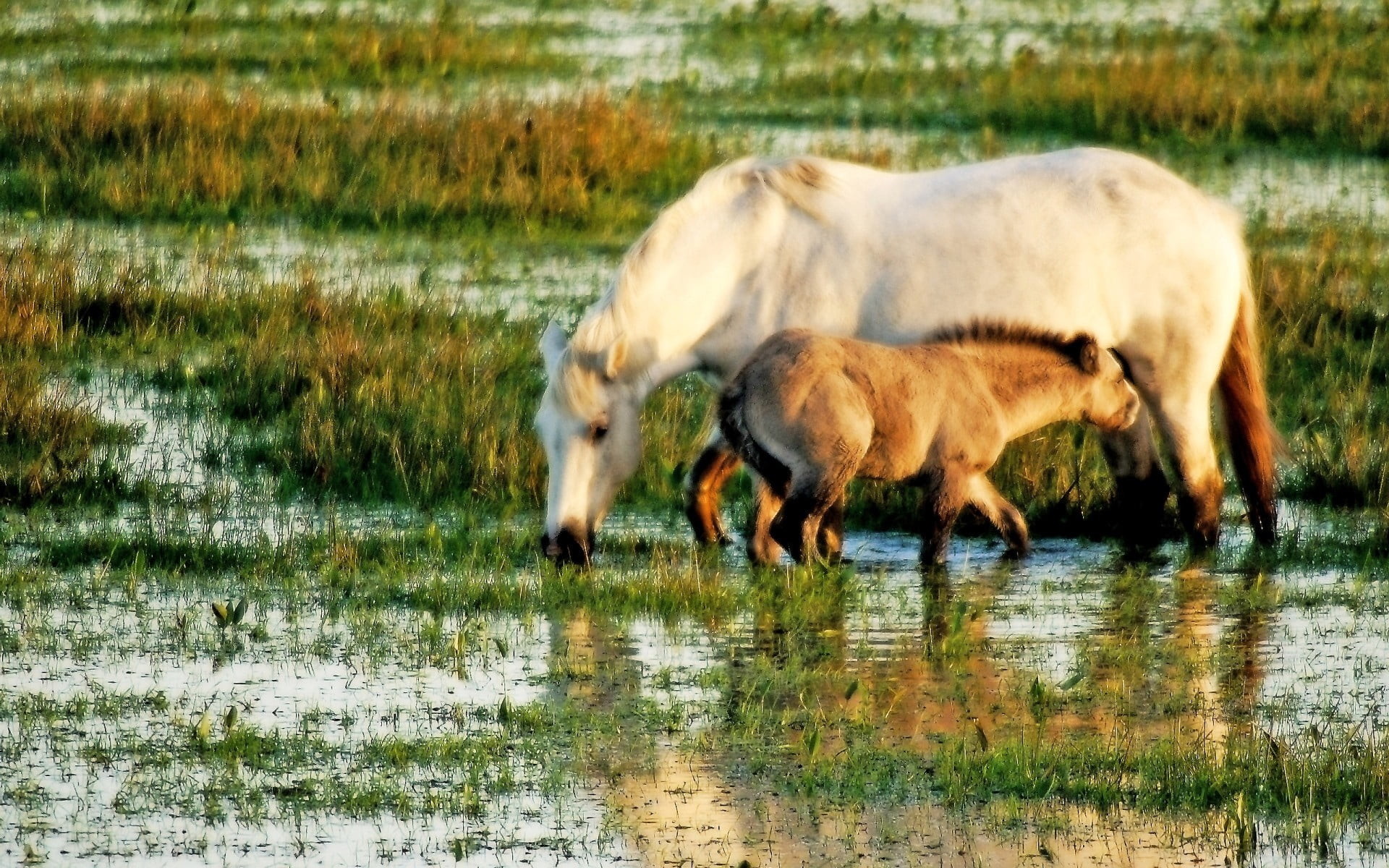 1920x1200 white horse, water, grass, baby, animal, nature, farm, rural