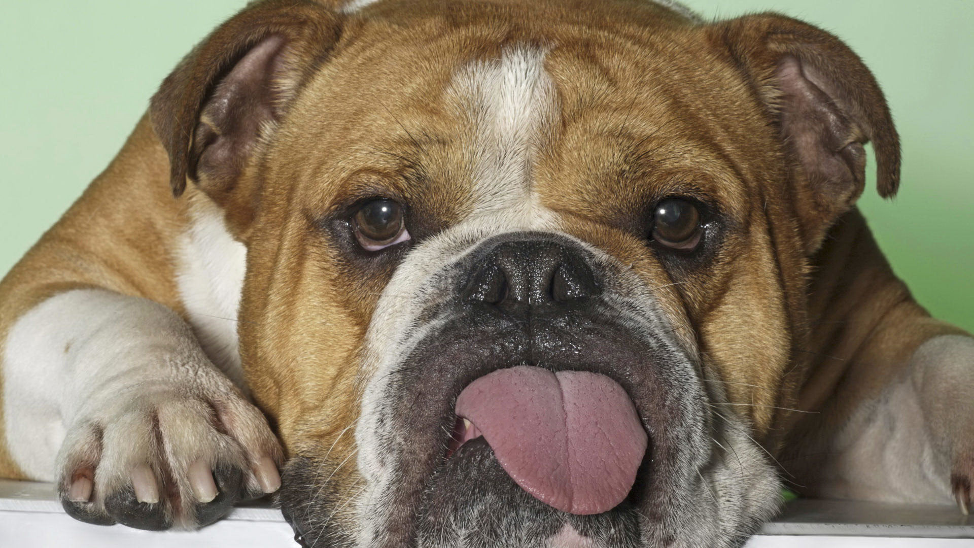 1920x1080 Old English Bulldog Pictures