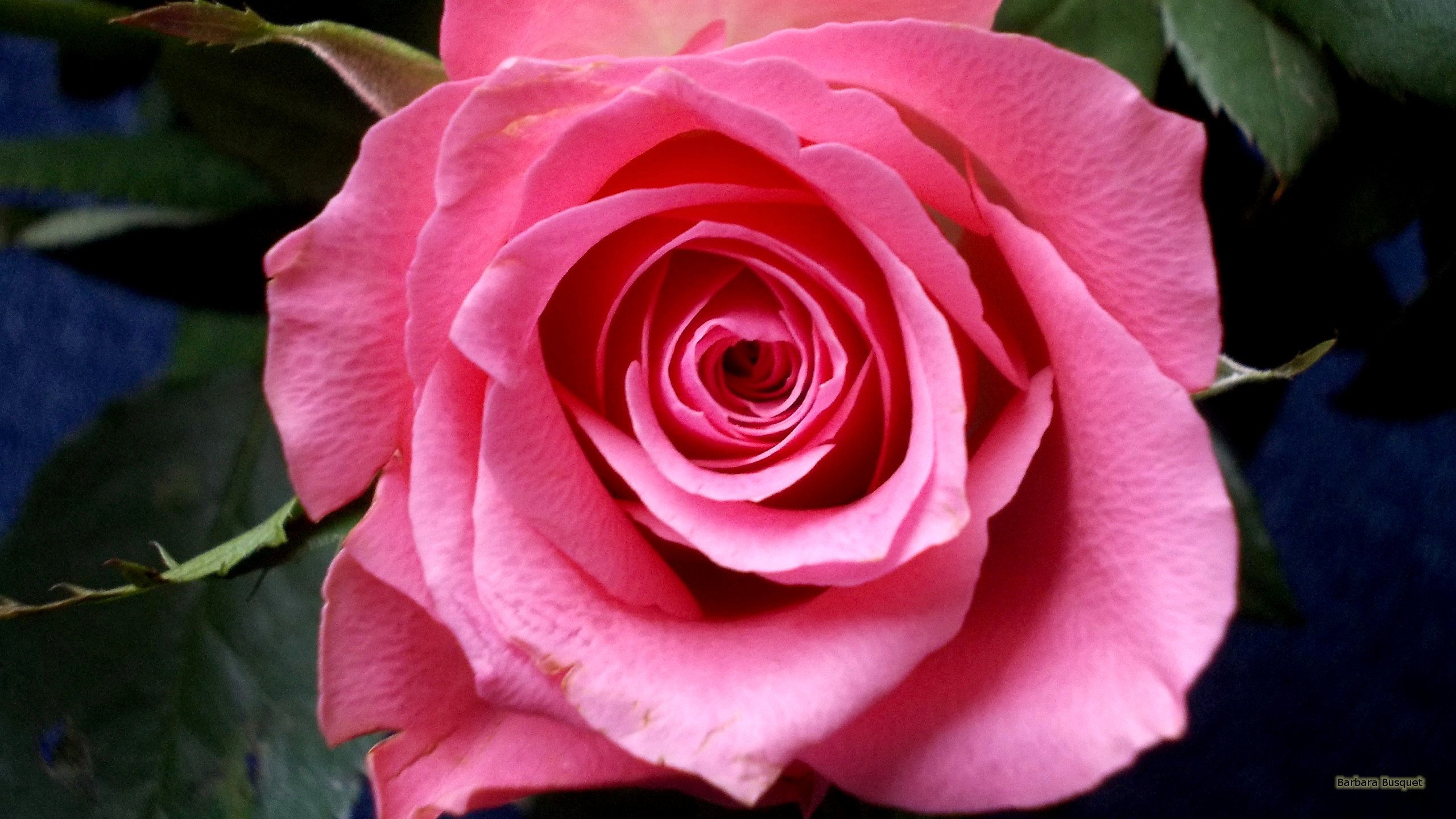 2560x1440 HD wallpaper pink rose with leaves