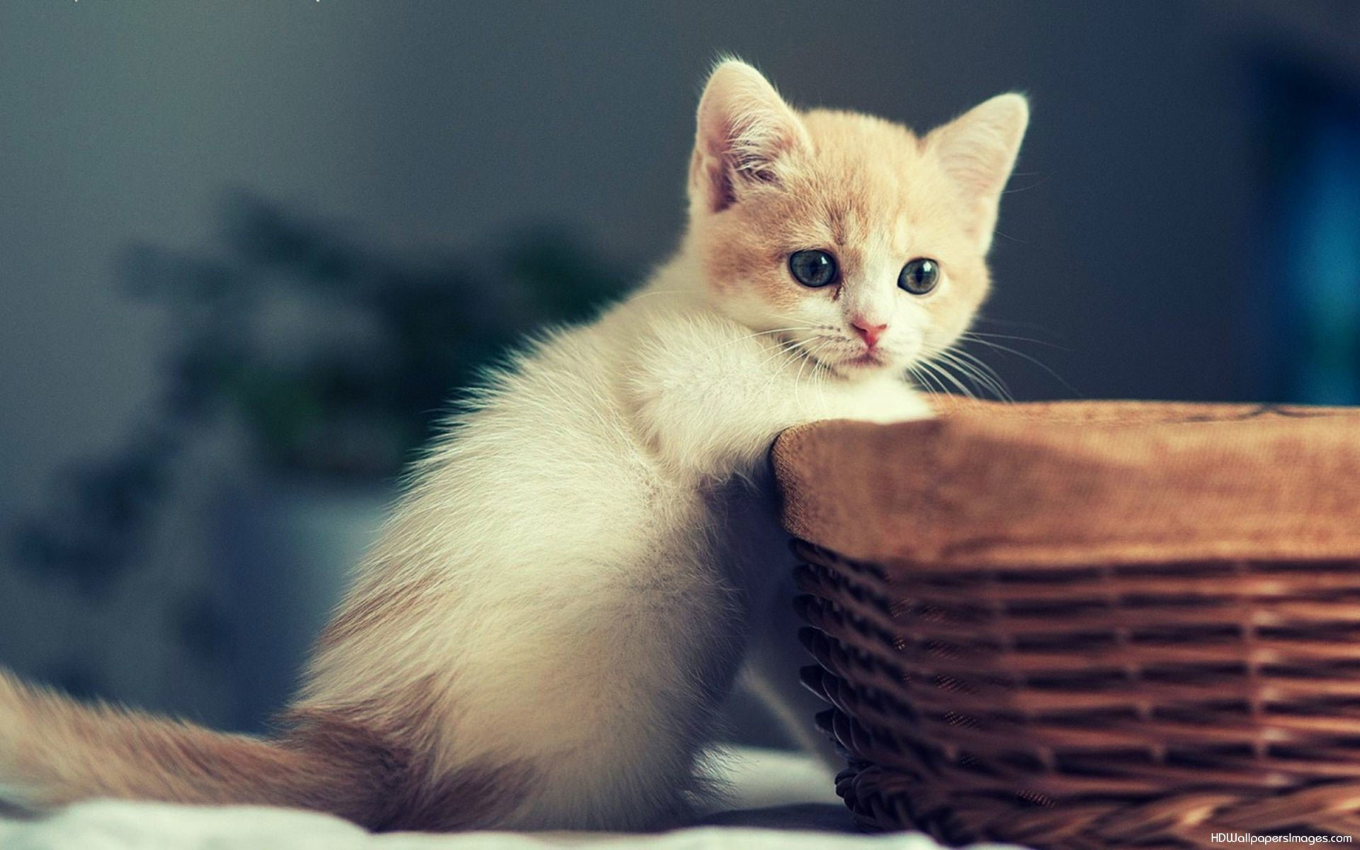 1920x1200 Kitten And Puppy Wallpapers Group 1200Ã810 Funny Kitten Pictures Wallpapers  (50 Wallpapers)
