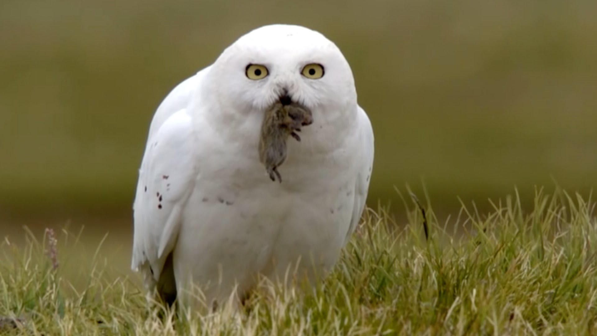 1920x1080 Snowy owl chicks chow down - Animal Super Parents: Episode 2 Preview - BBC  One - YouTube