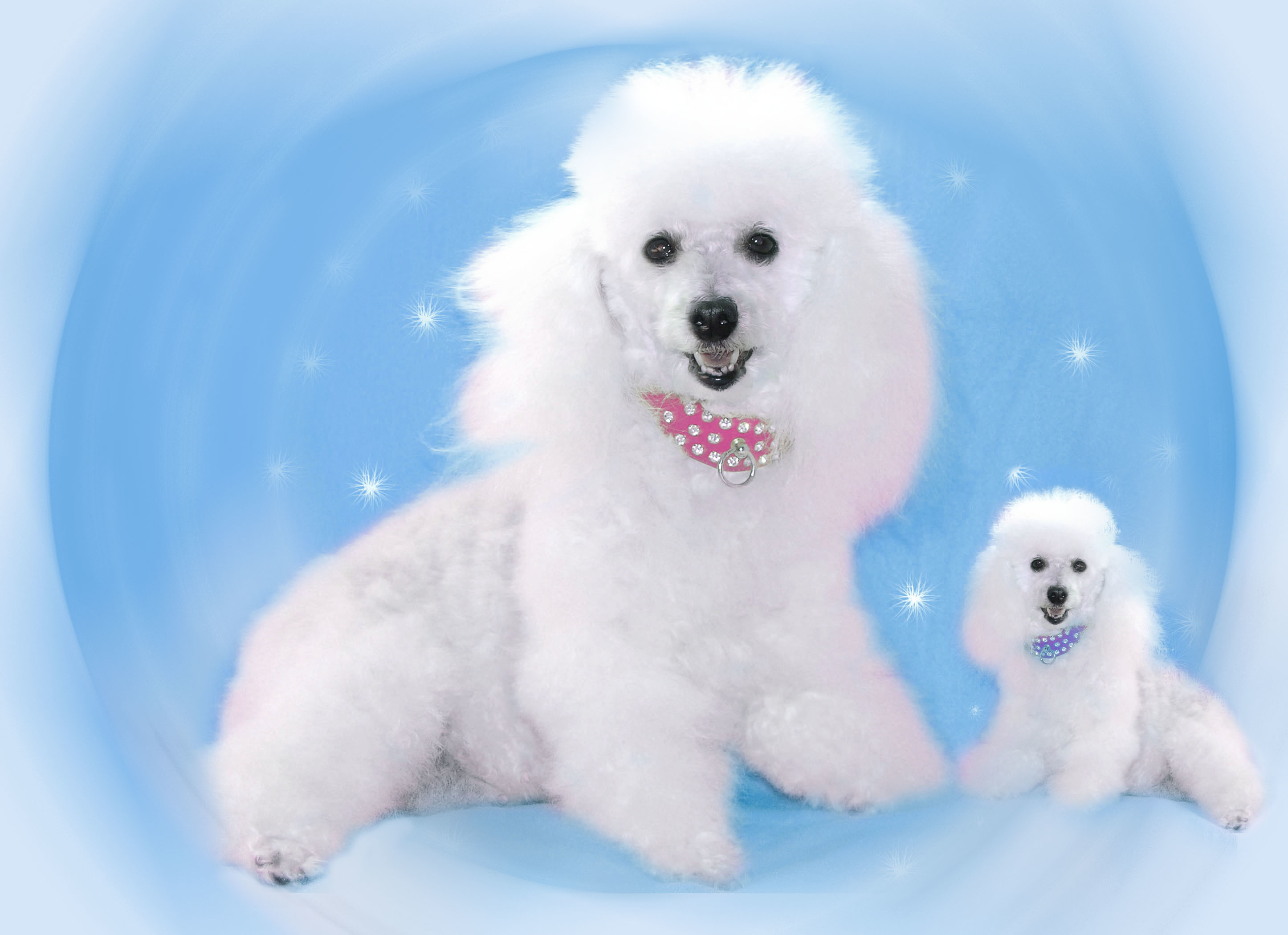 2892x2100 Poodle Wallpapers