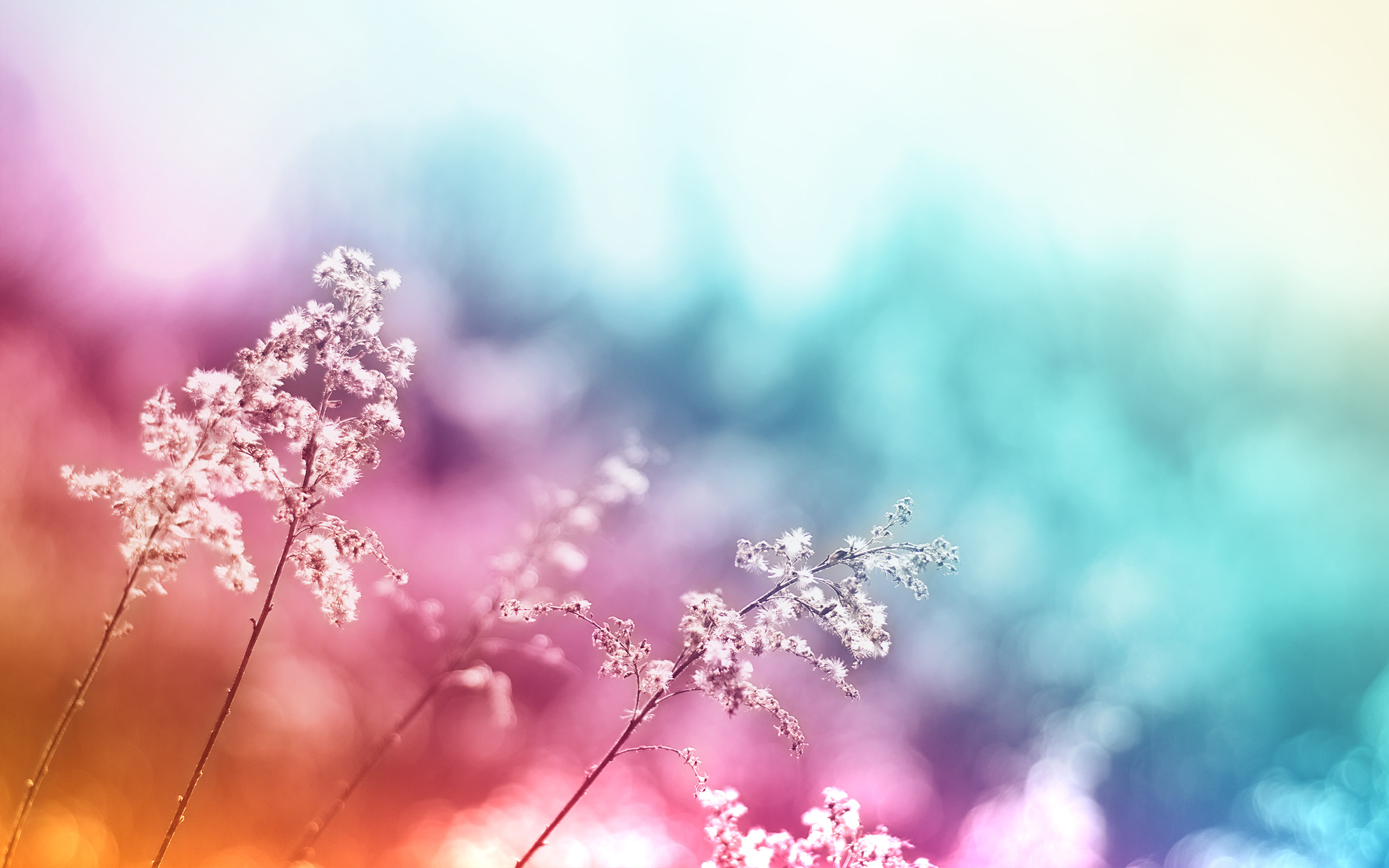 2560x1600 Beautiful colored flower macro wallpaper | Flowers | Pinterest | Wallpaper, Desktop  backgrounds and Wallpaper backgrounds