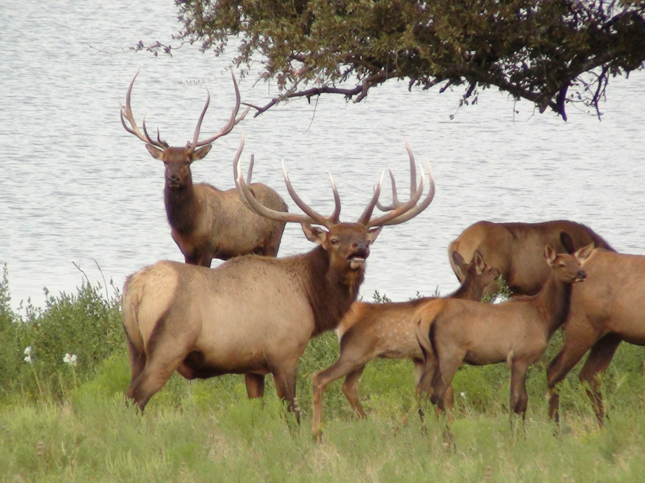 2048x1536 Elk herd