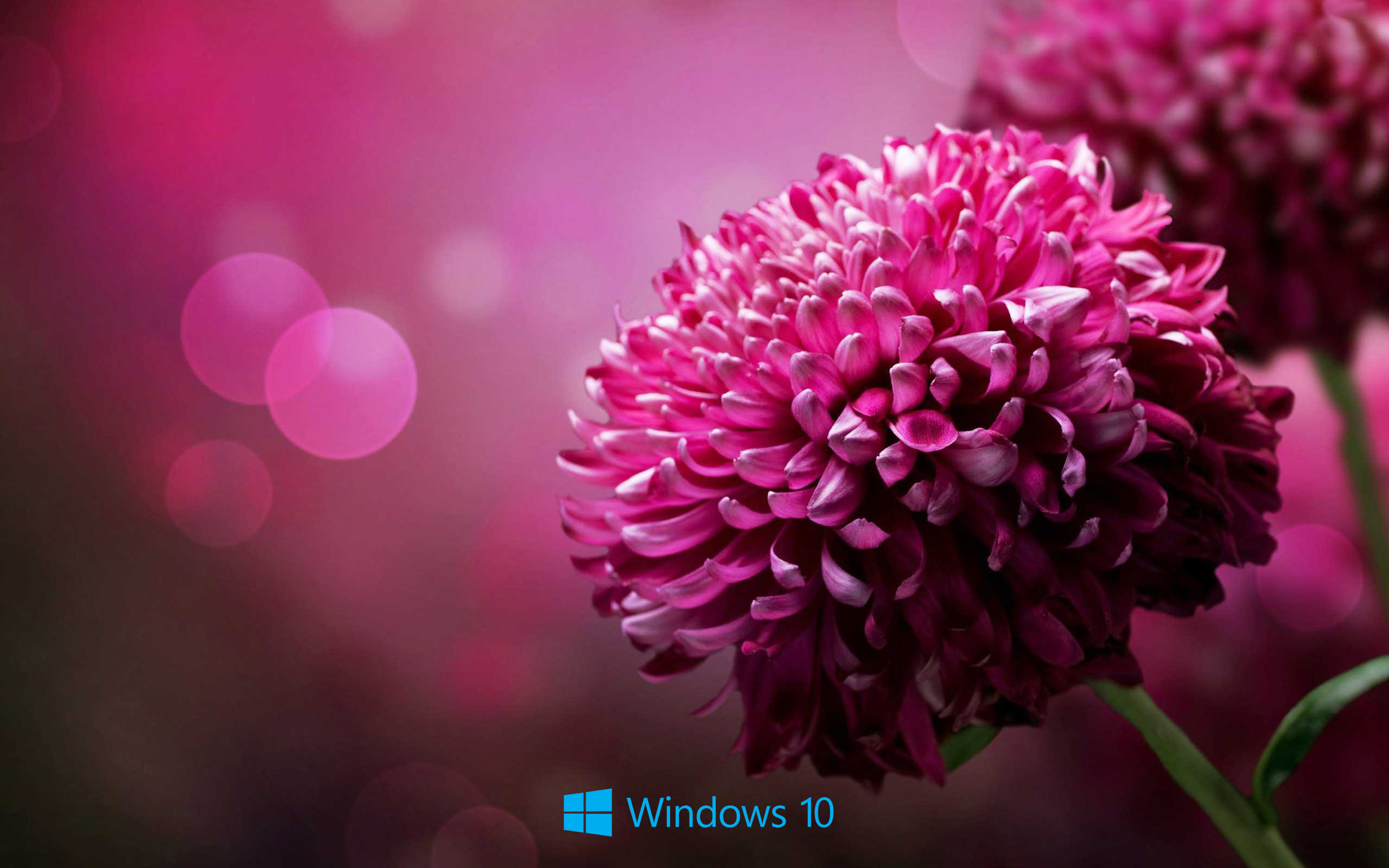 2560x1600 Desktop Backgrounds for Windows 10 with Purple Flower