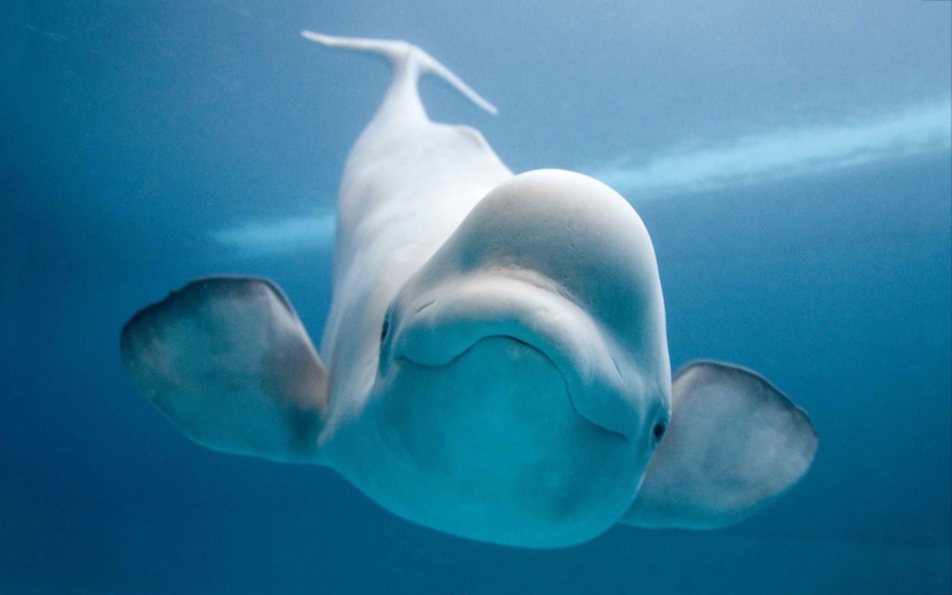 1920x1200 Whales images Beluga Whale HD wallpaper and background photos