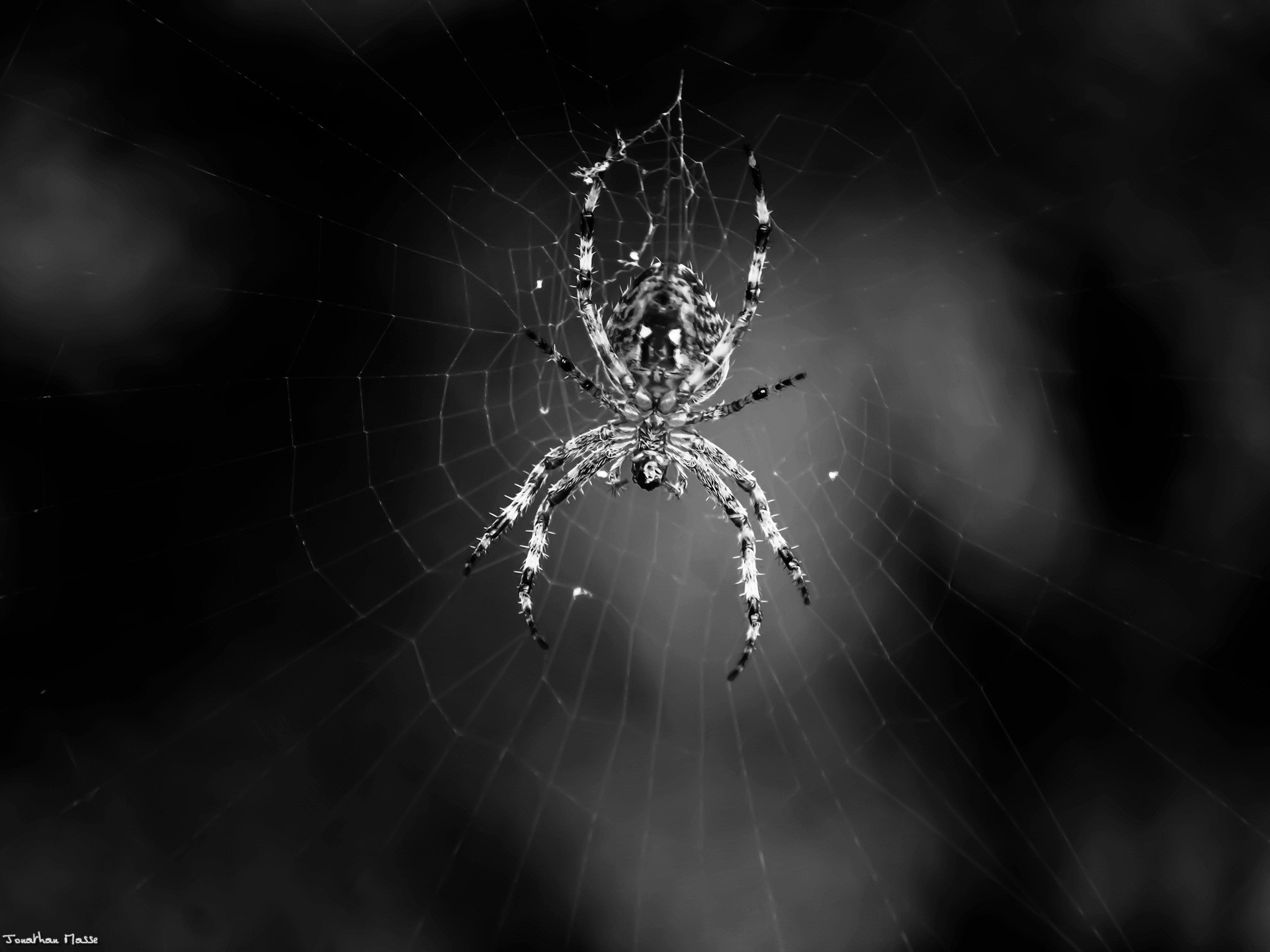 1920x1440 Spider wallpapers and stock photos
