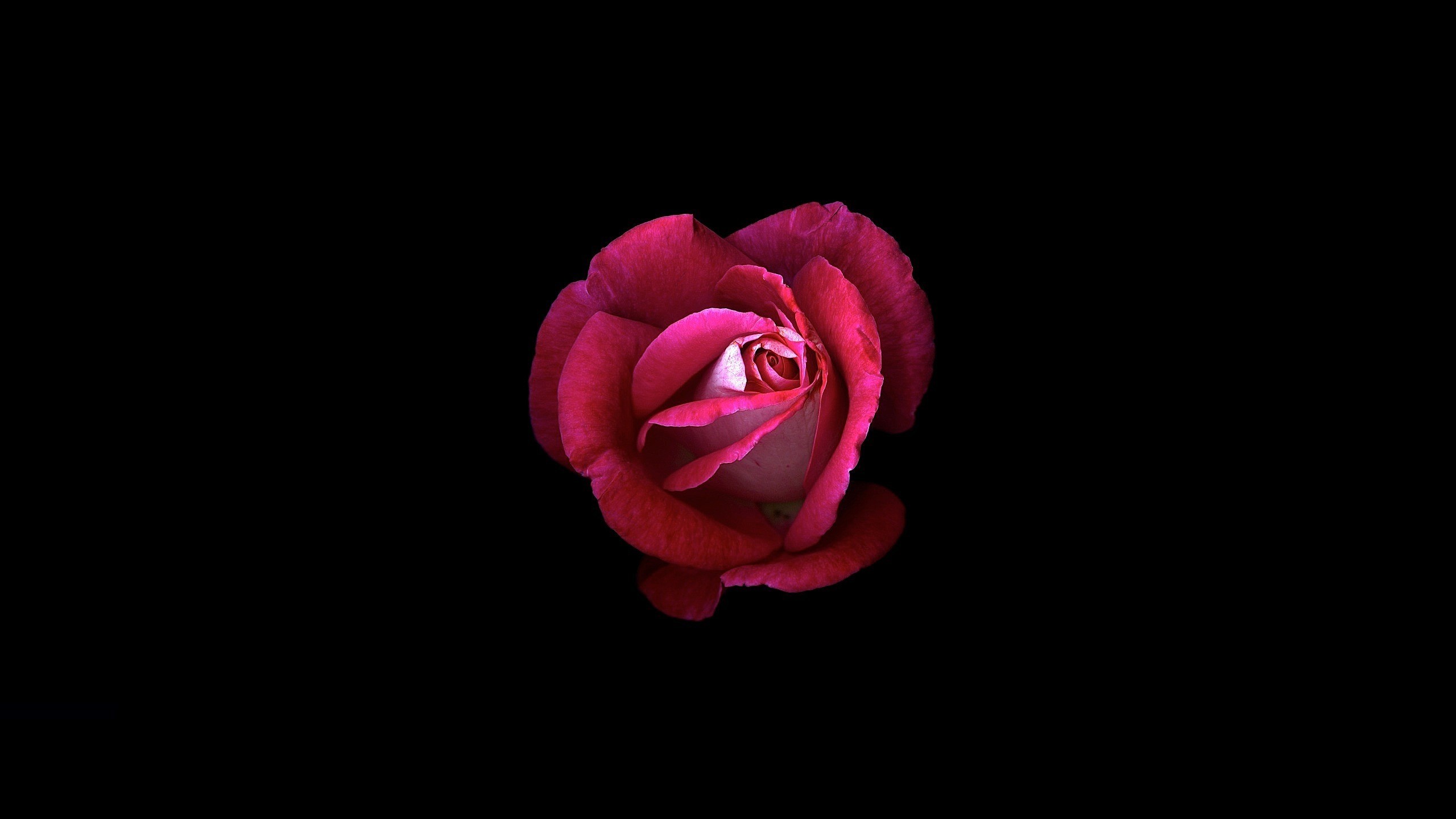 2560x1440 Flowers / Pink rose Wallpaper