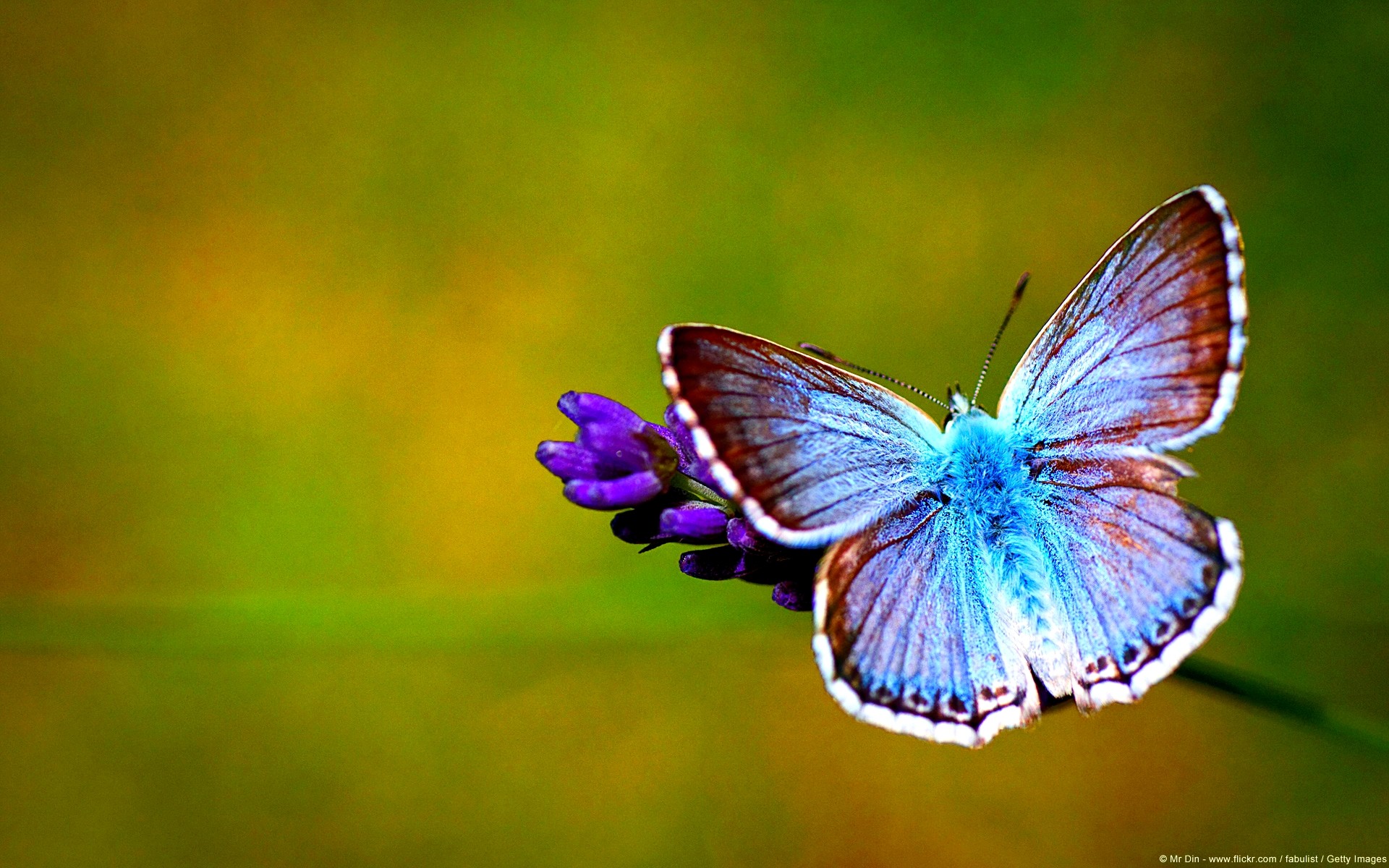 1920x1200 Beautiful Butterfly