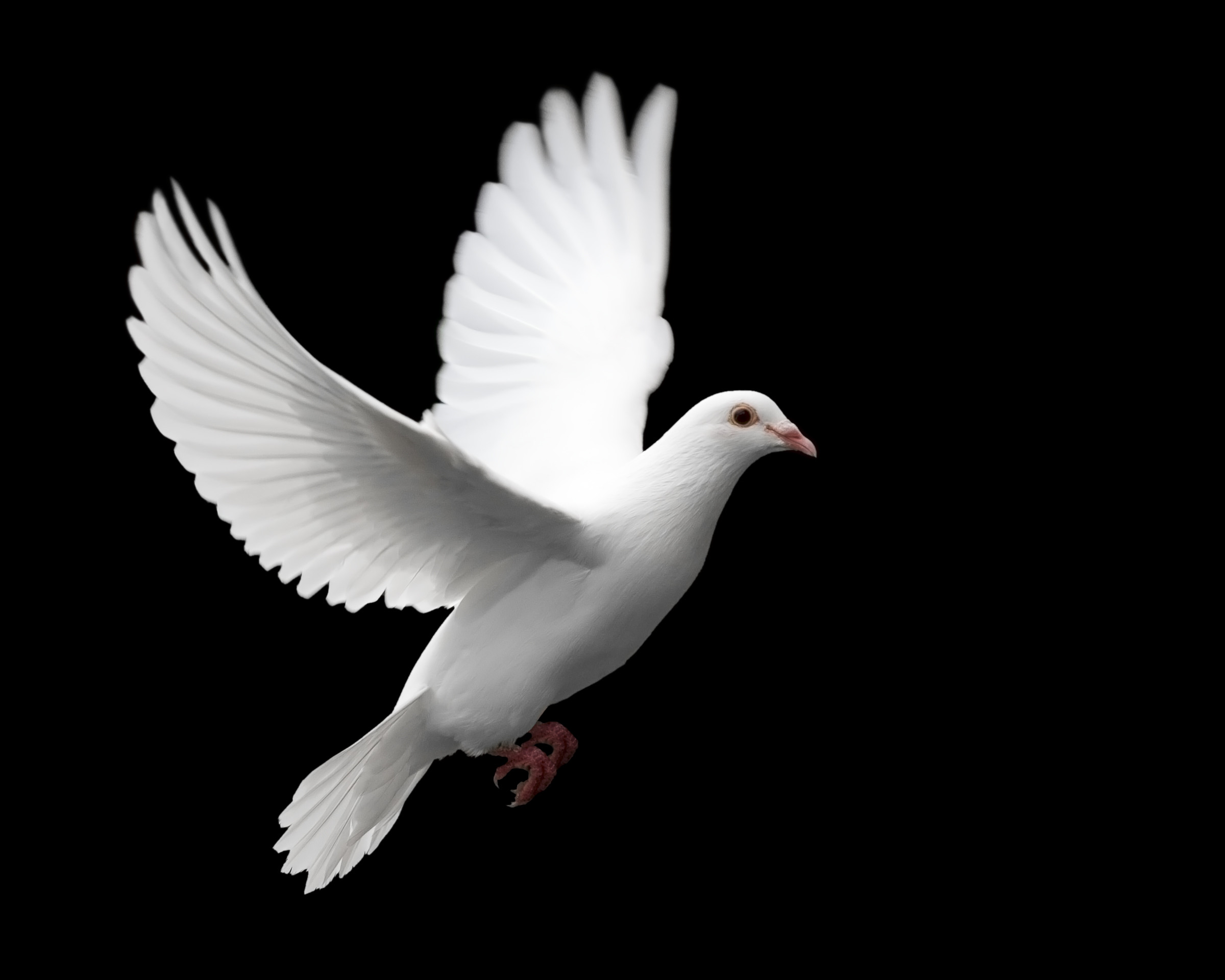 2400x1920 Doves images Dove HD wallpaper and background photos