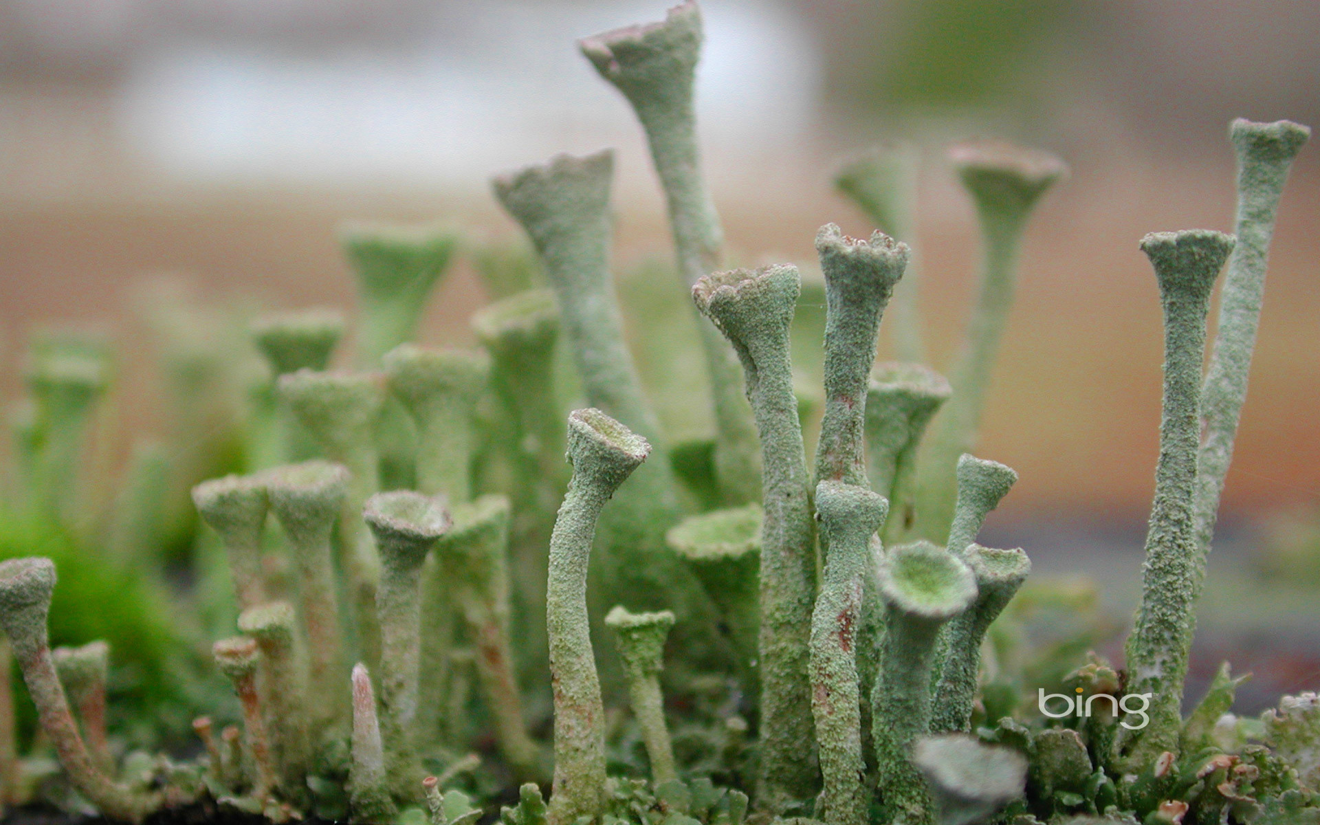 1920x1200 ... Pixie-cup lichen growing on a post (Â© Robert Faller)