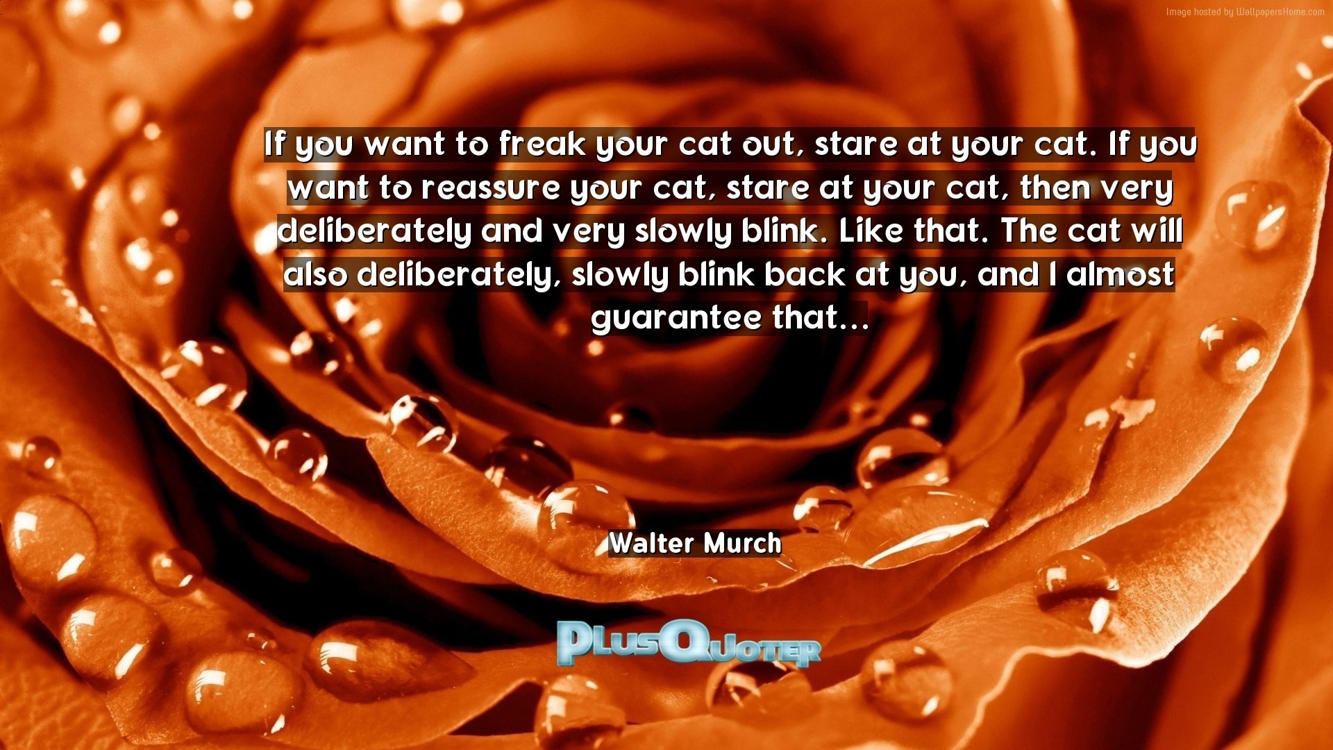 1920x1080 Download Wallpaper with inspirational Quotes- "If you want to freak your  cat out,