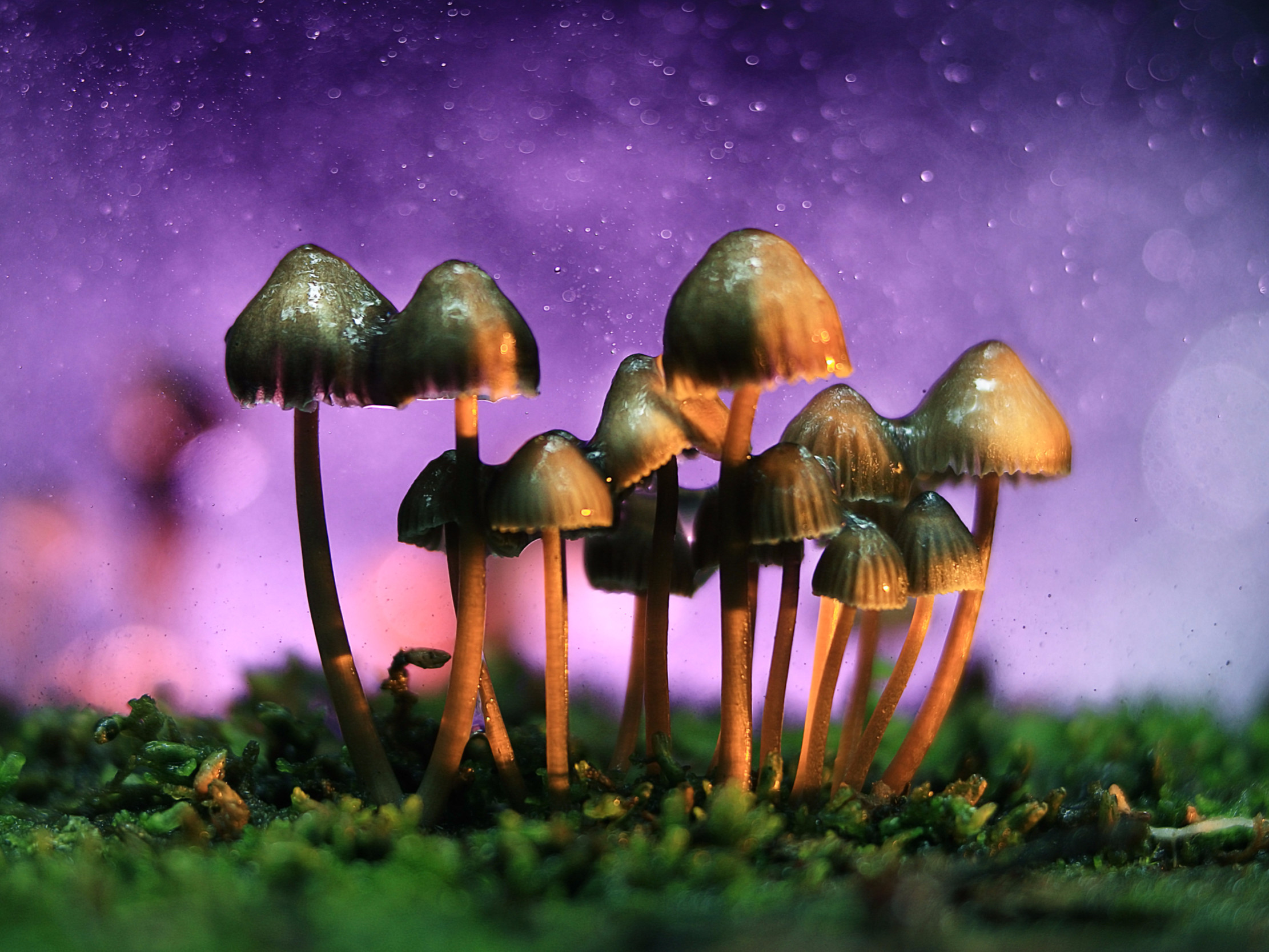 2222x1667 Psychedelics expert: Shrooms will be approved for depression in 10 years -  Business Insider