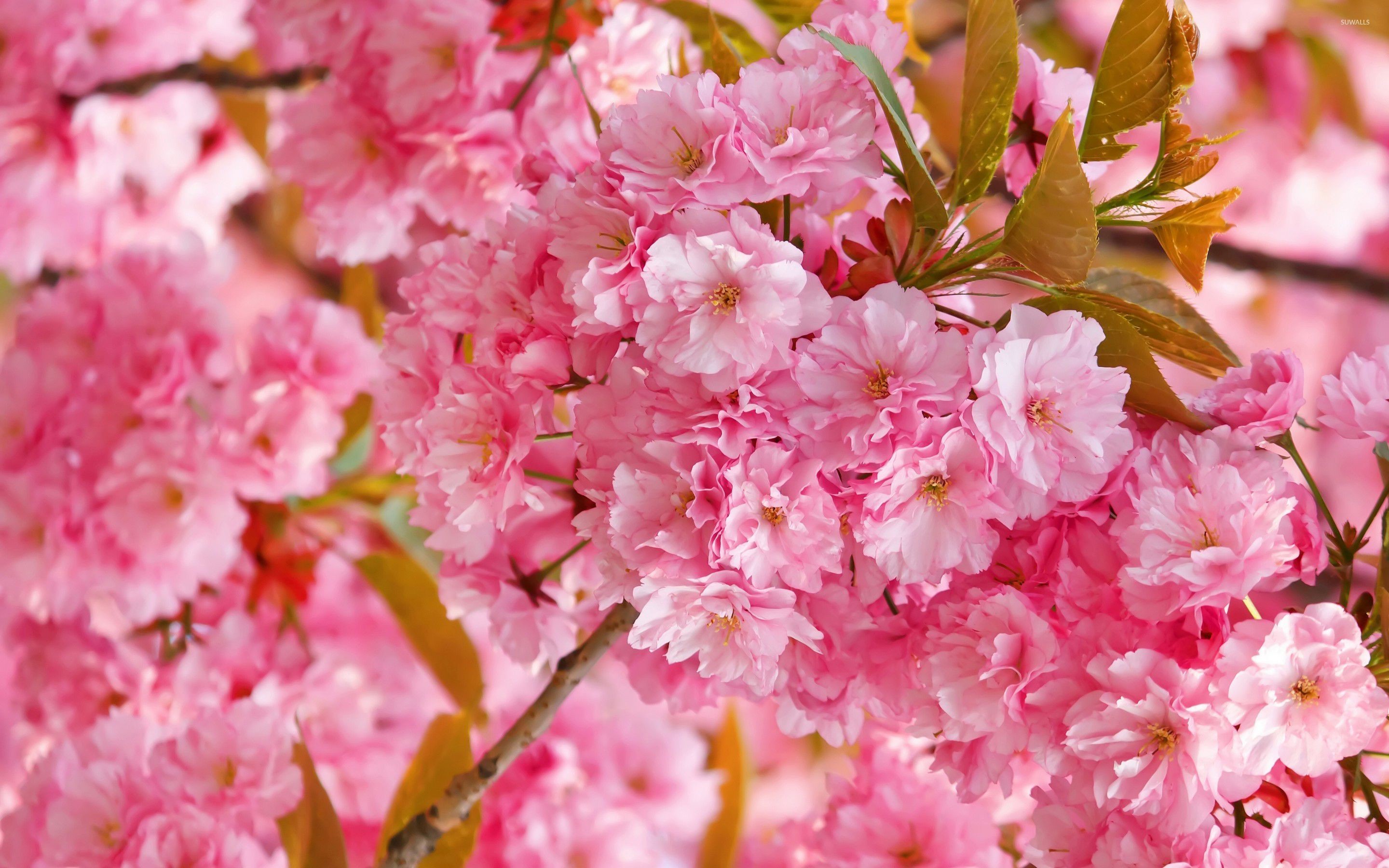 2880x1800 Pink cherry blossoms wallpaper