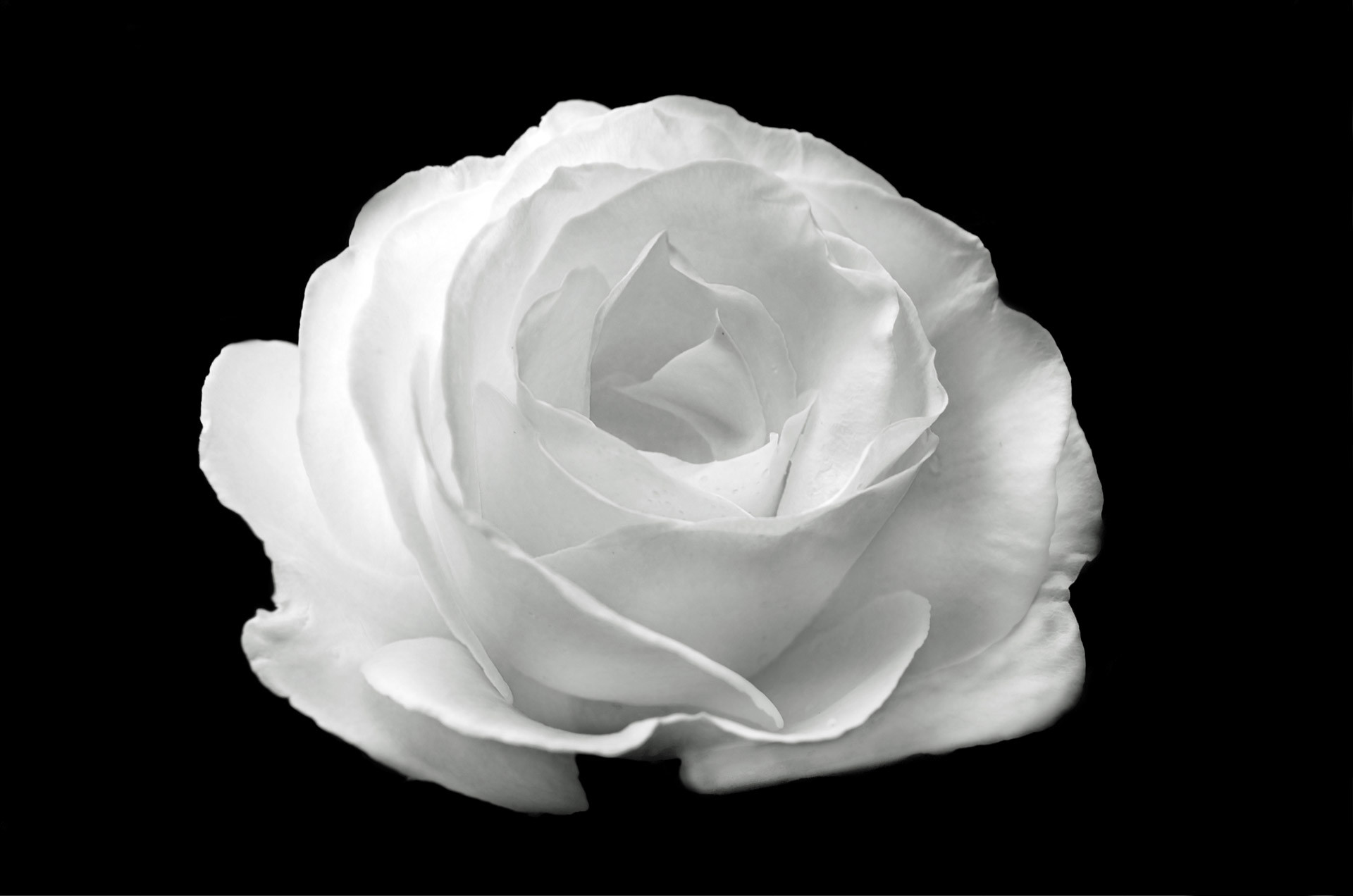 1920x1272 White Rose On The Black Background
